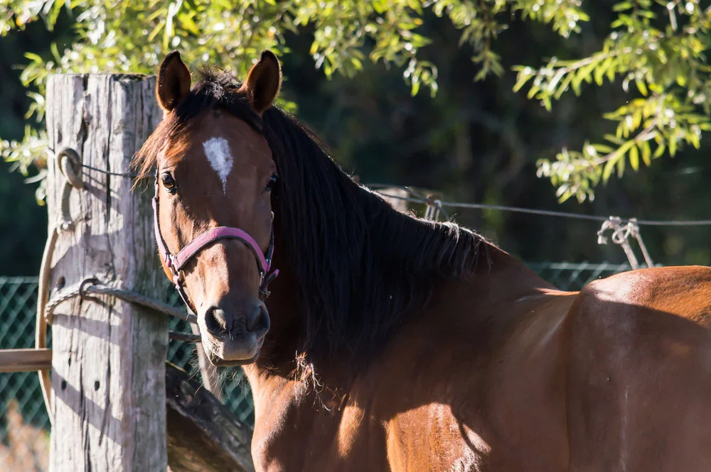 horse-sm.jpg