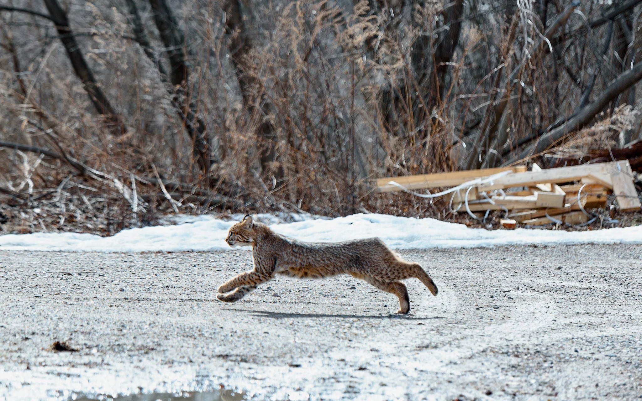 bobcat (1 of 1).jpg