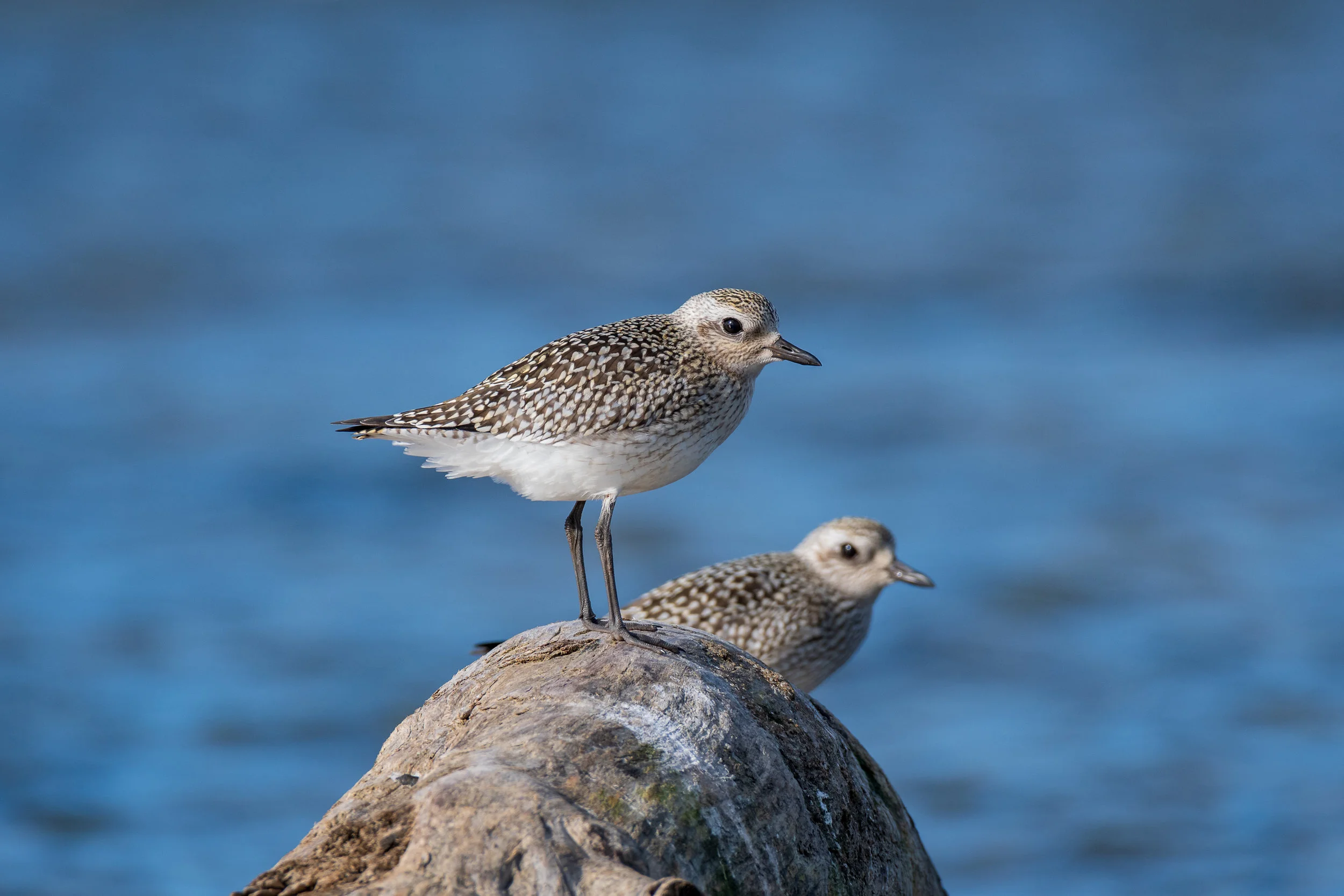 Birdlington Images 2 (23 of 26).jpg