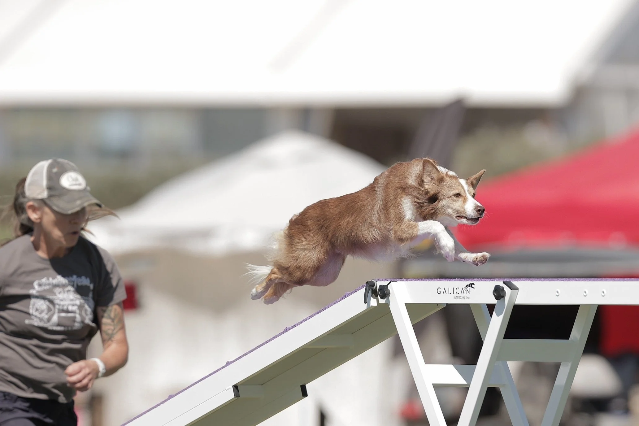 Agility & Sport — The Resilient Dog