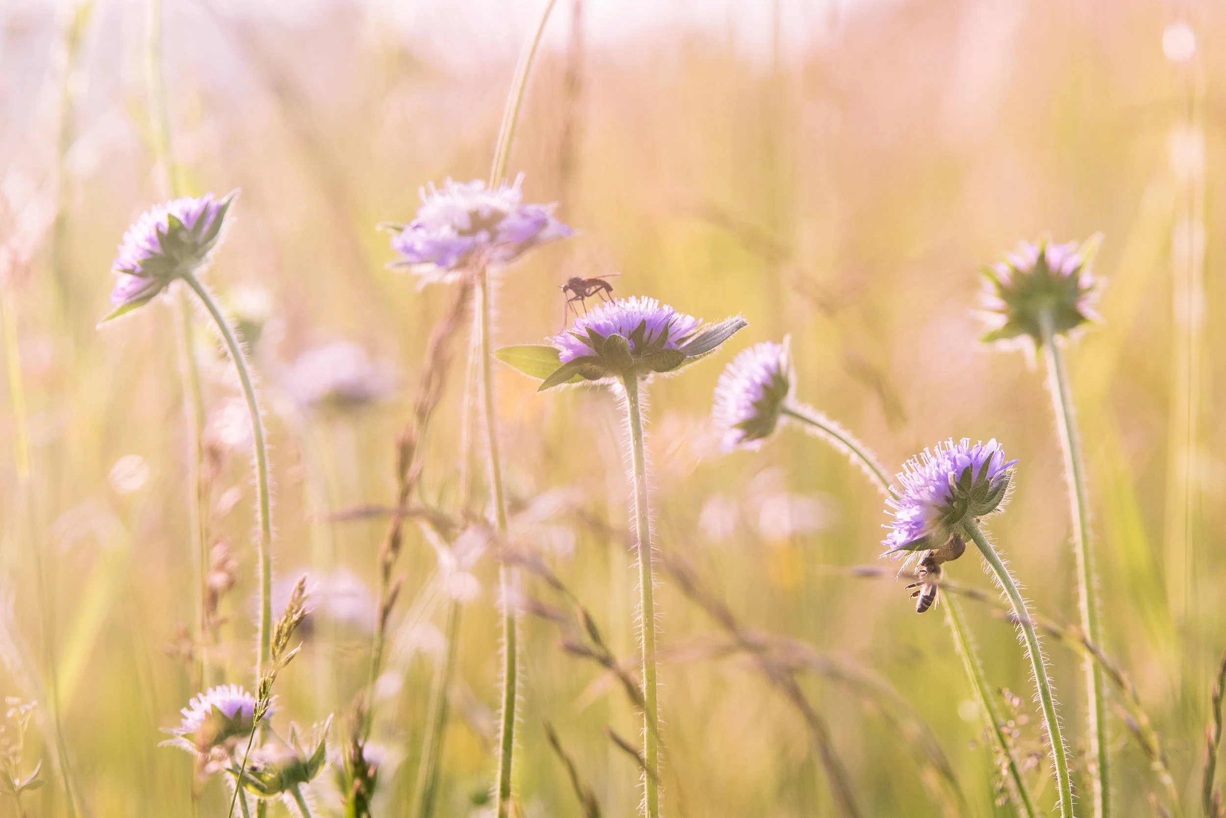 13 Truly Genuine and Beautiful Quotes on Gratitude