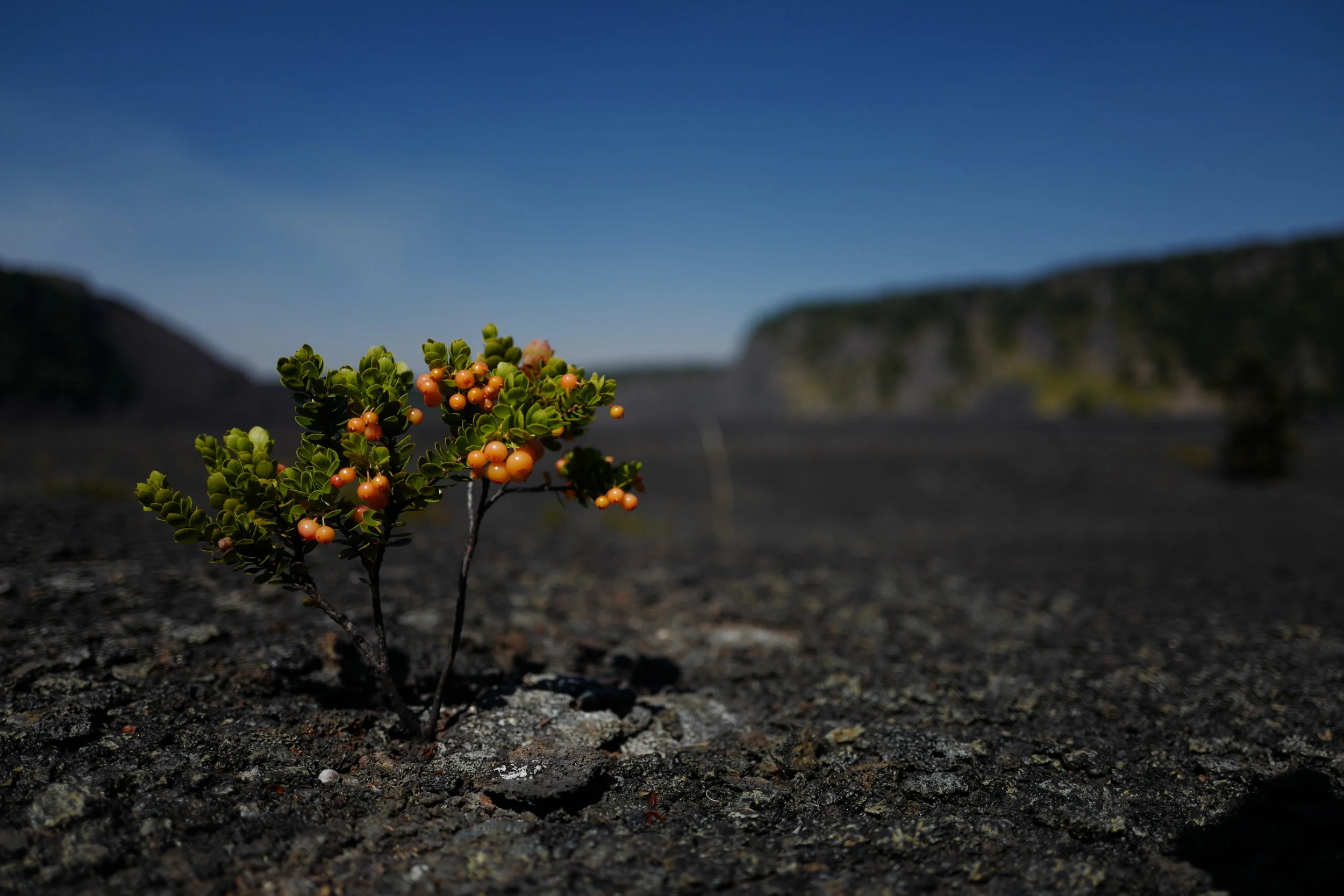 ORANGE ROCK 