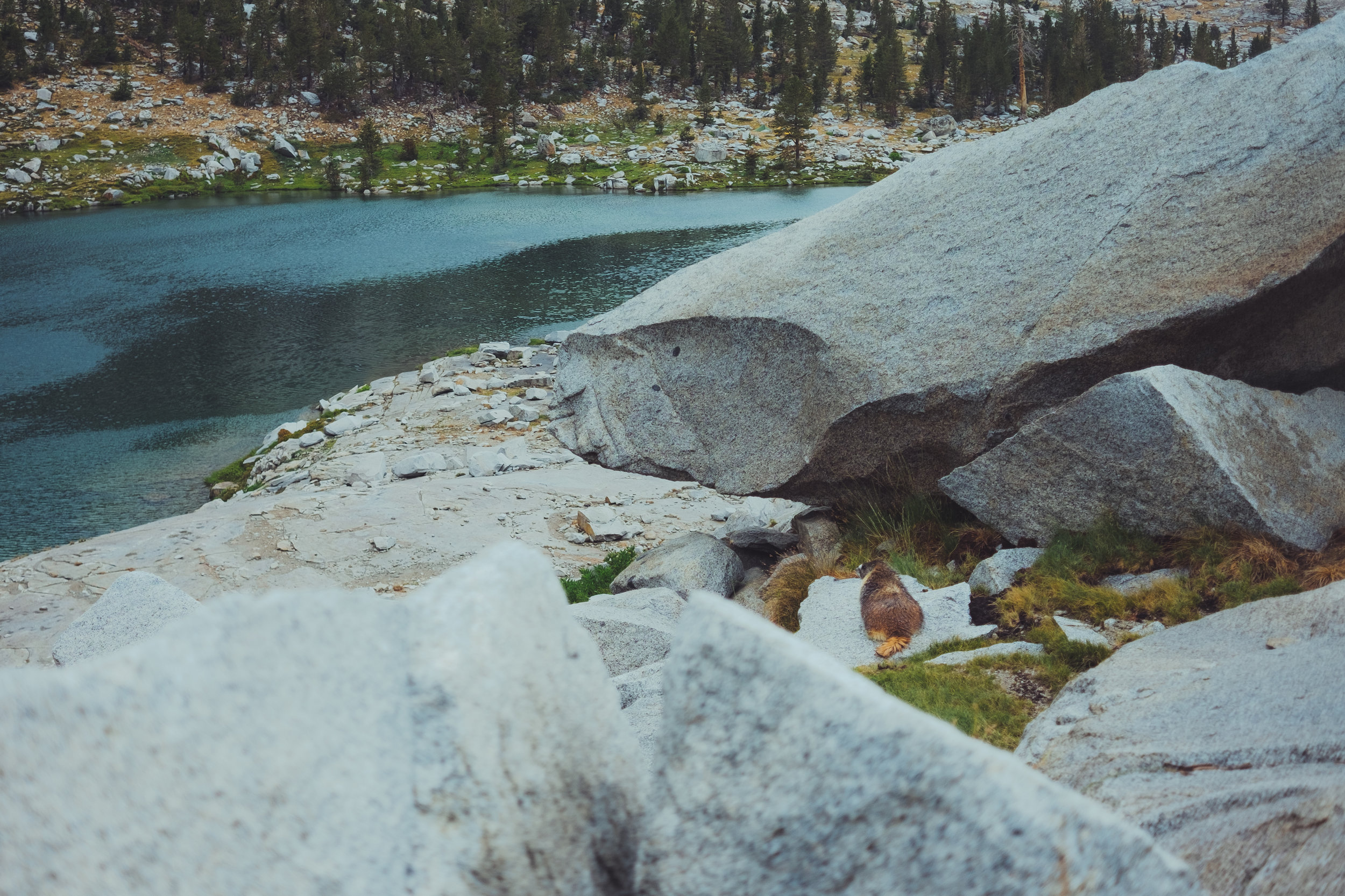 marmot!