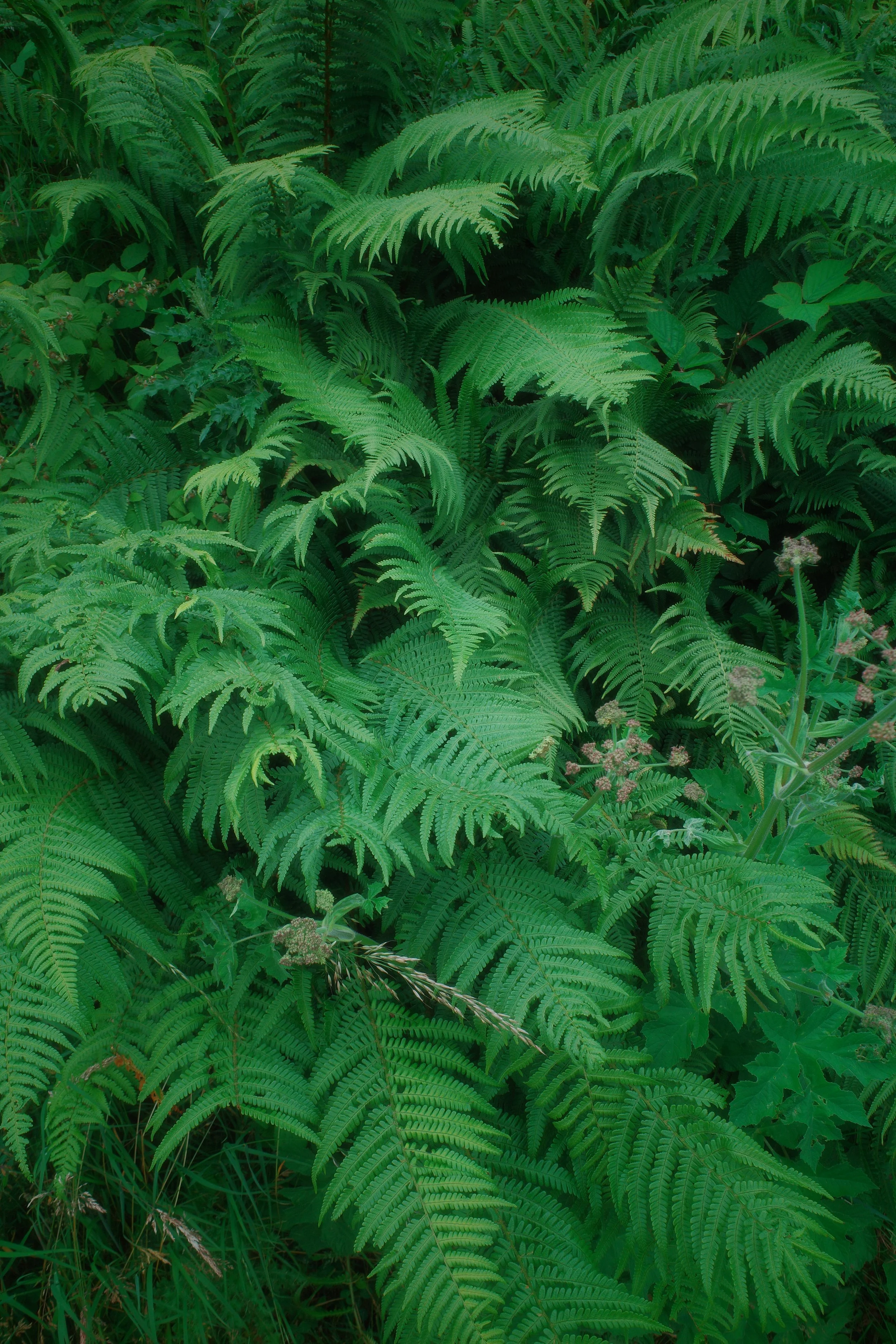 1783320829000_R0005897.JPG
