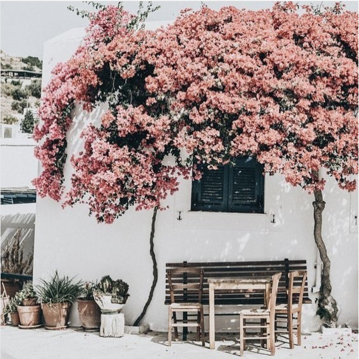 Instagram image credit: @thefernerymosman