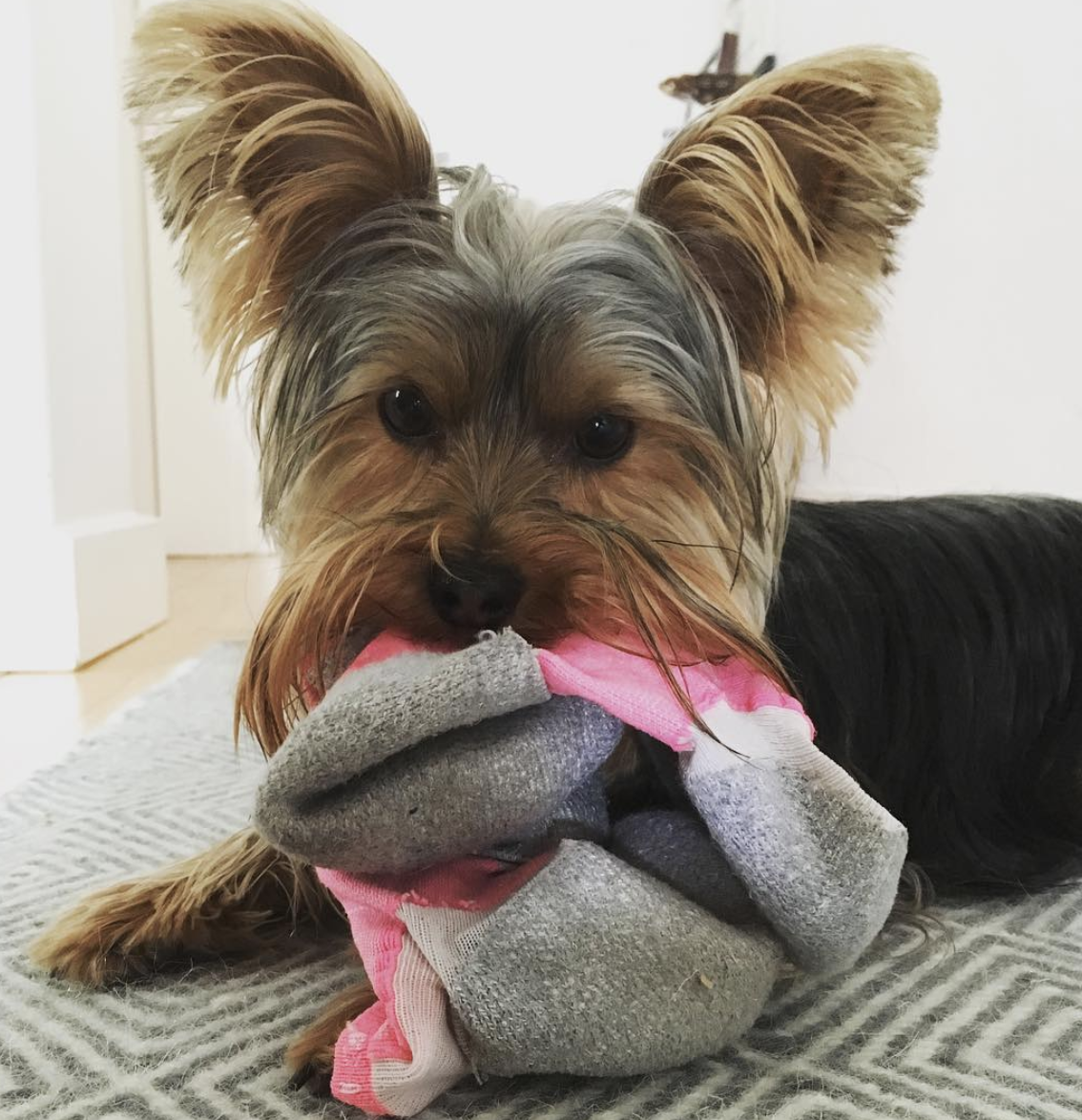 Sherlock is currently working on the Case of the Self-Relocating Sock.