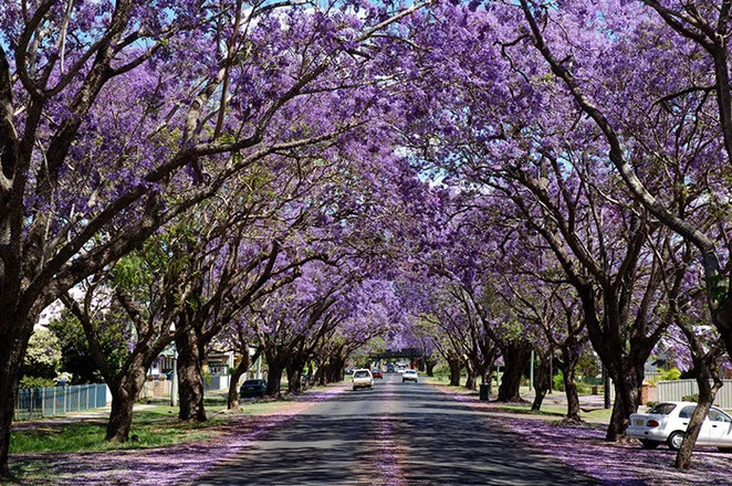 jacaranda-festival-spring-festival-things-to-do-in.jpg
