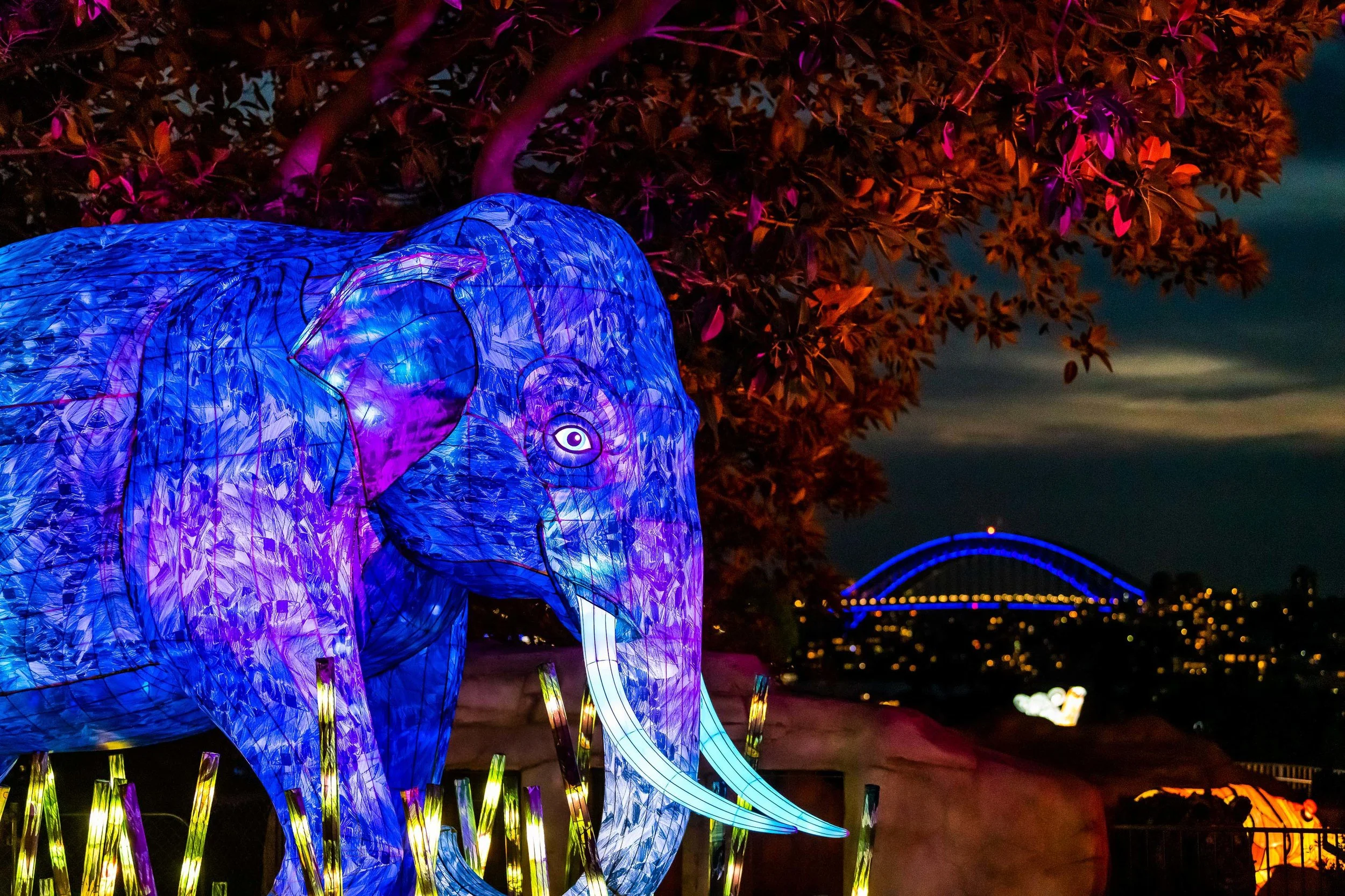 VividSydney2019_TarongaZoo_Elephant_CreditDestinationNSW_KM-1798.jpg
