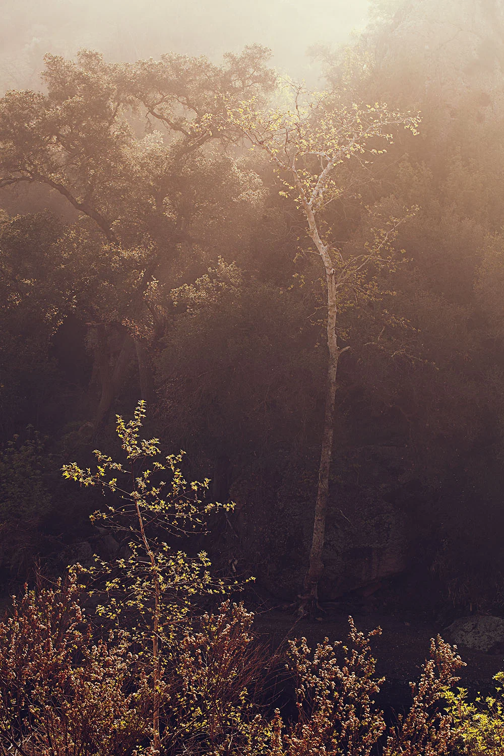 Malibu Creek State Park, CA March 2017