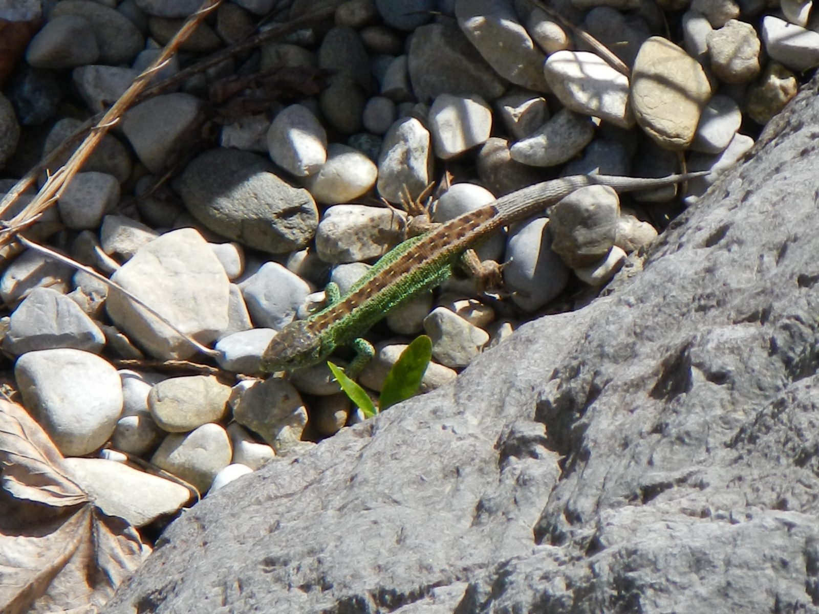 Monitoring ausgewählter Tierarten