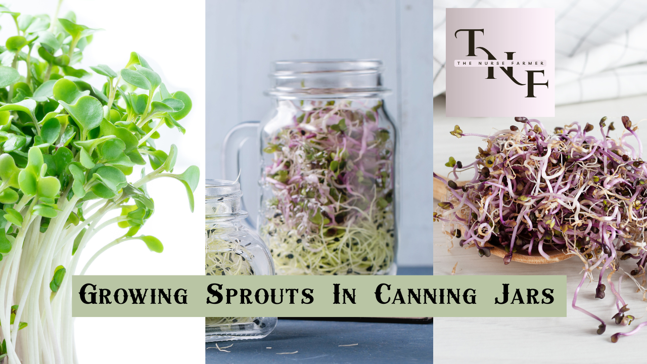 The Nurse Farmer sprouts growing in canning fars