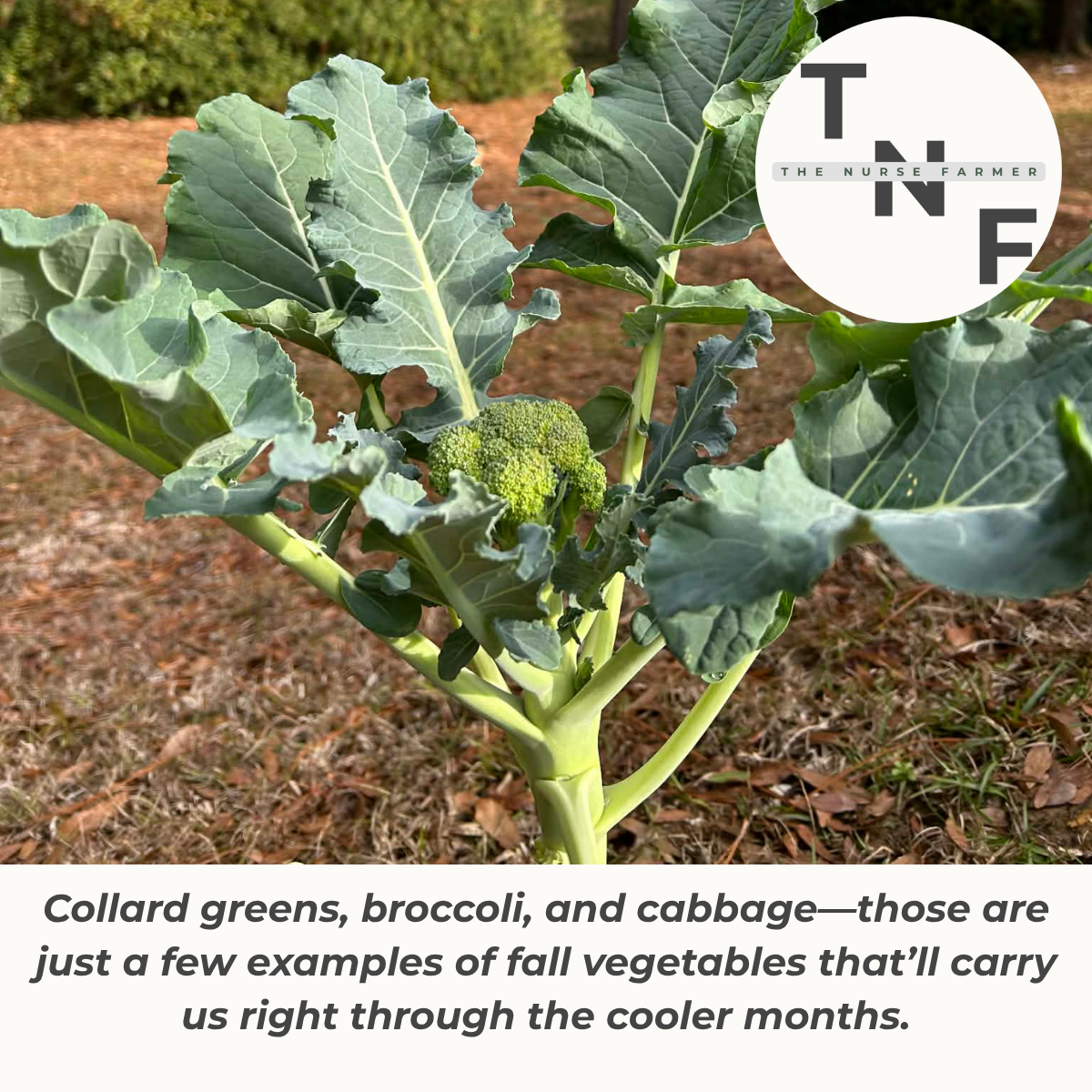 Broccoli that The Nurse Farmer grew himself on his farm. Trees in the background. Caption mentions collard greens, broccoli, and cabbage are examples of vegetables to grow in cool weather temperatures.