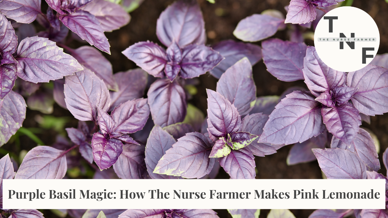 Lush purple basil leaves with The Nurse Farmer's logo and video title "Purple Basil Magic: How The Nurse Farmer Makes Pink Lemonade"