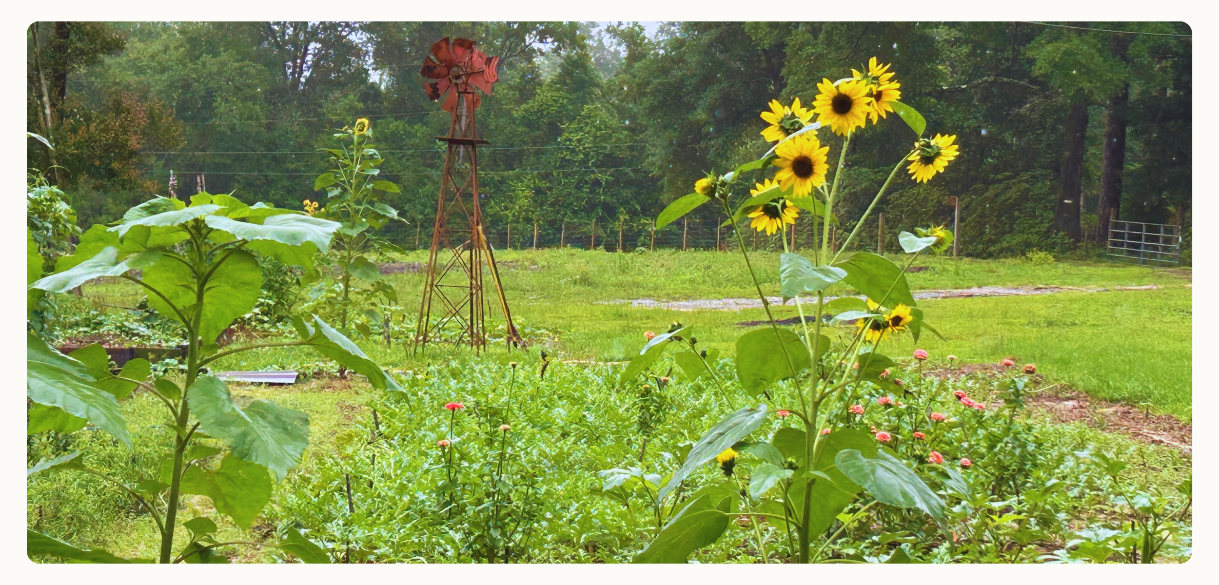 The Nurse Farmer's Farm, Sunflowers, Zinnias, Watermelon Vines, Windmill