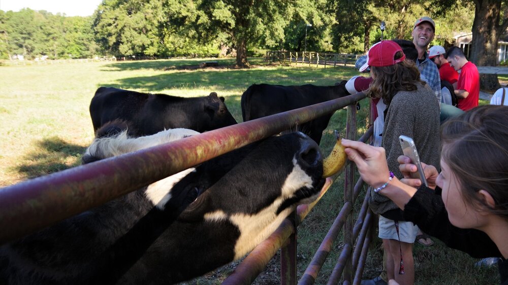 Falling In Love With Ninja Cow Farm, Cattle Farm Equipment List