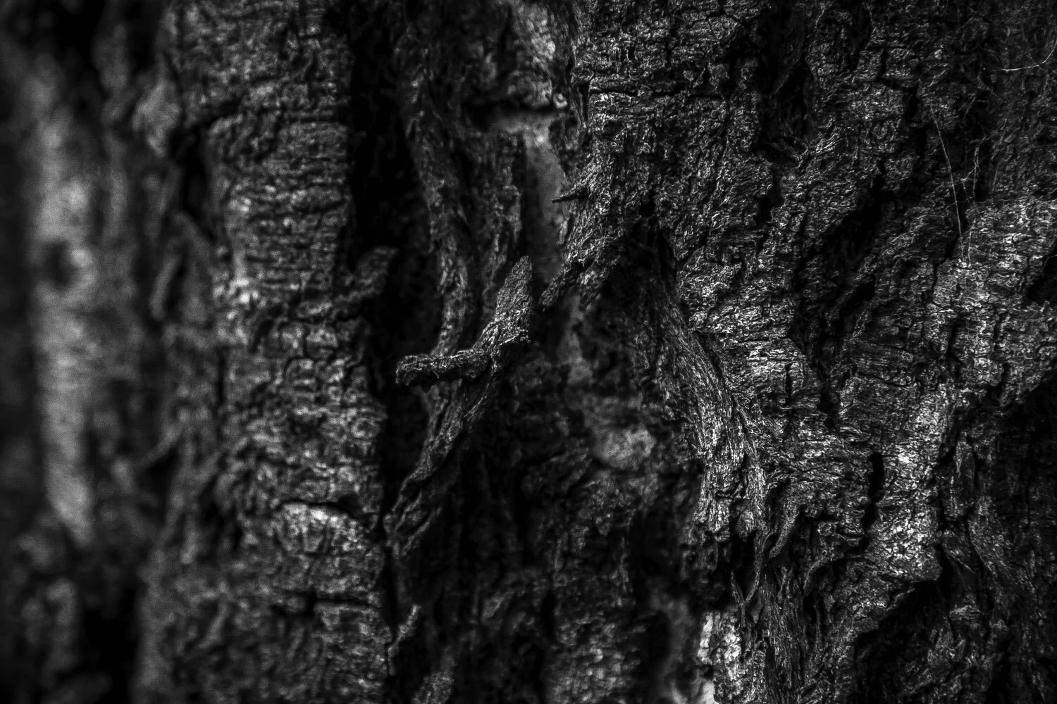 Tree Bark