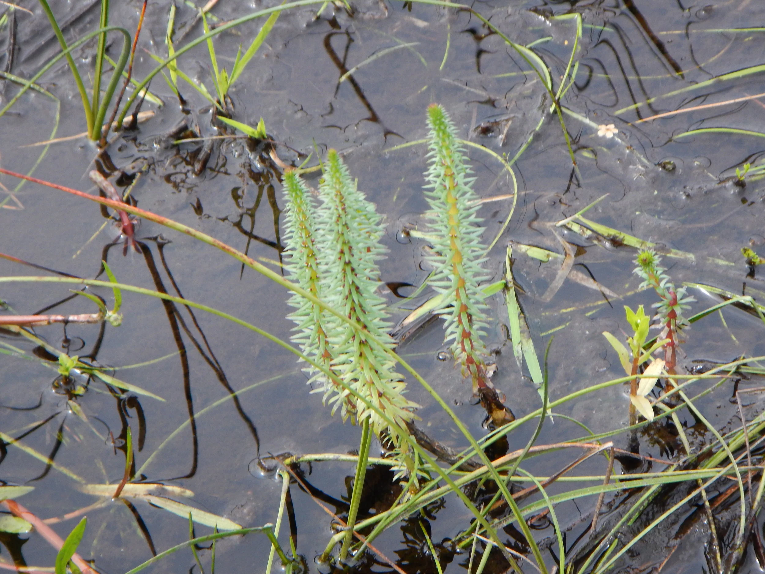   Hippuris vulgaris 28May2017 NS8267 PW  