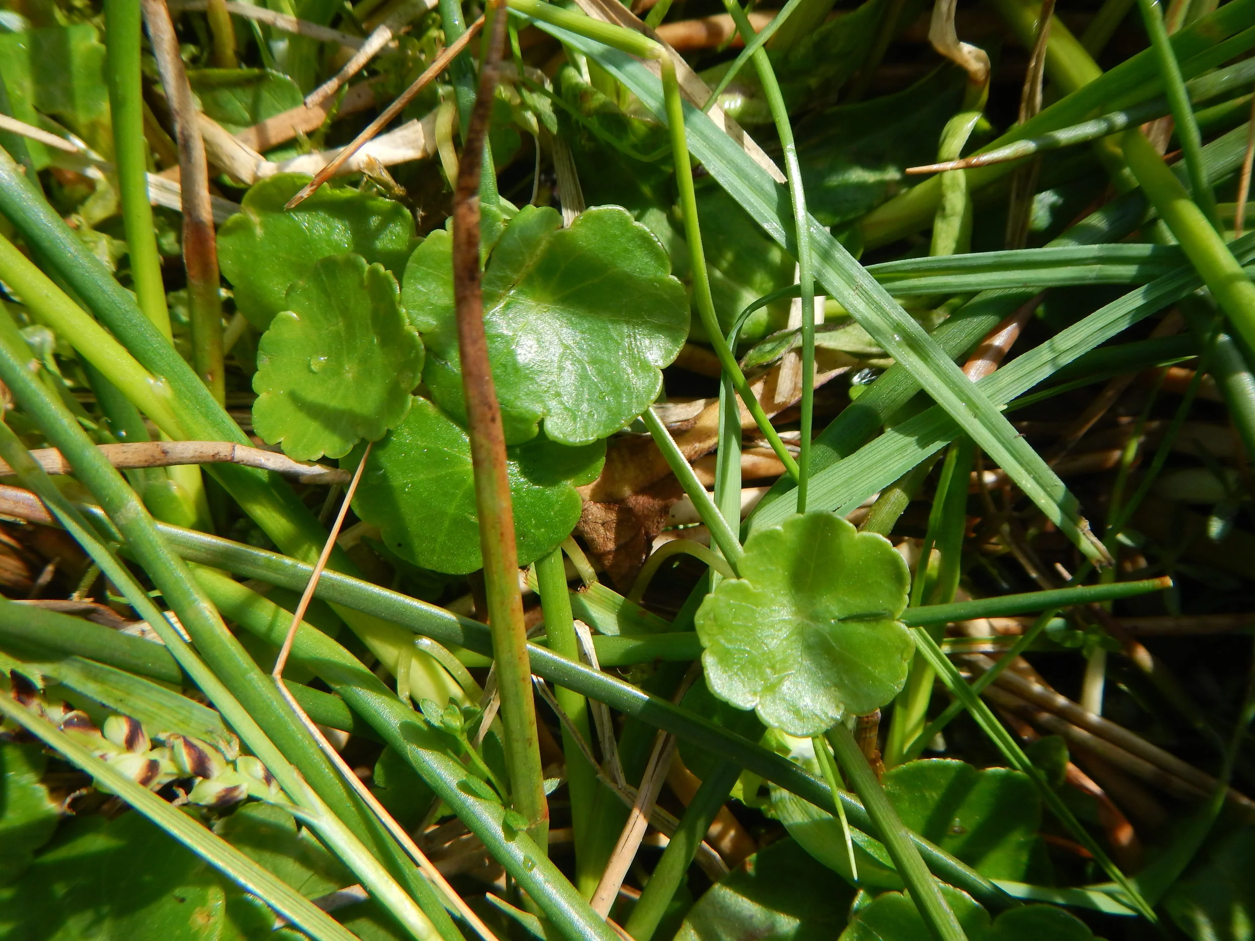   Hydrocotyle vulgaris  28May2017 NS8267 PW 