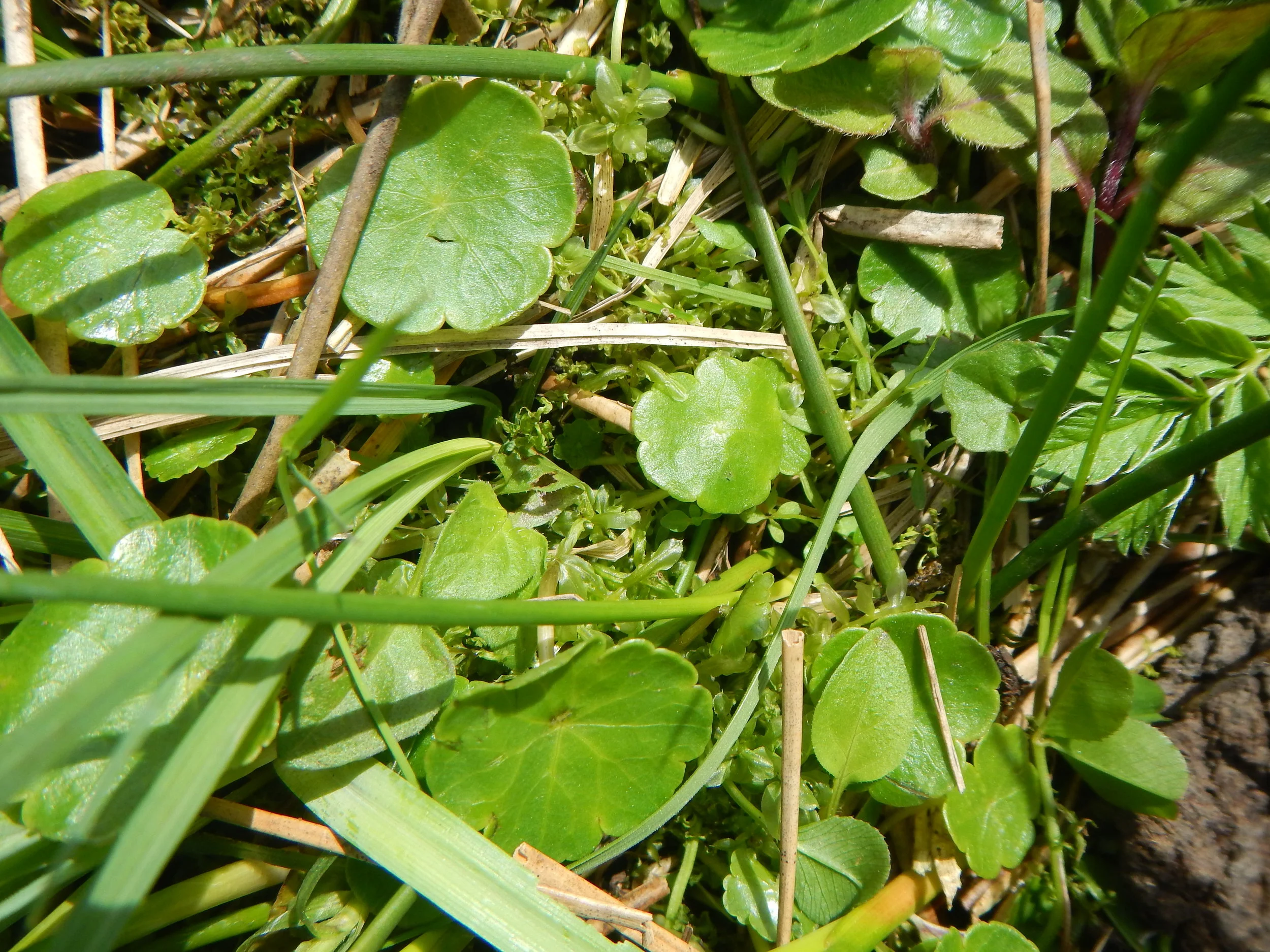   Hydrocotyle vulgaris 28May2017 NS8267 PW  