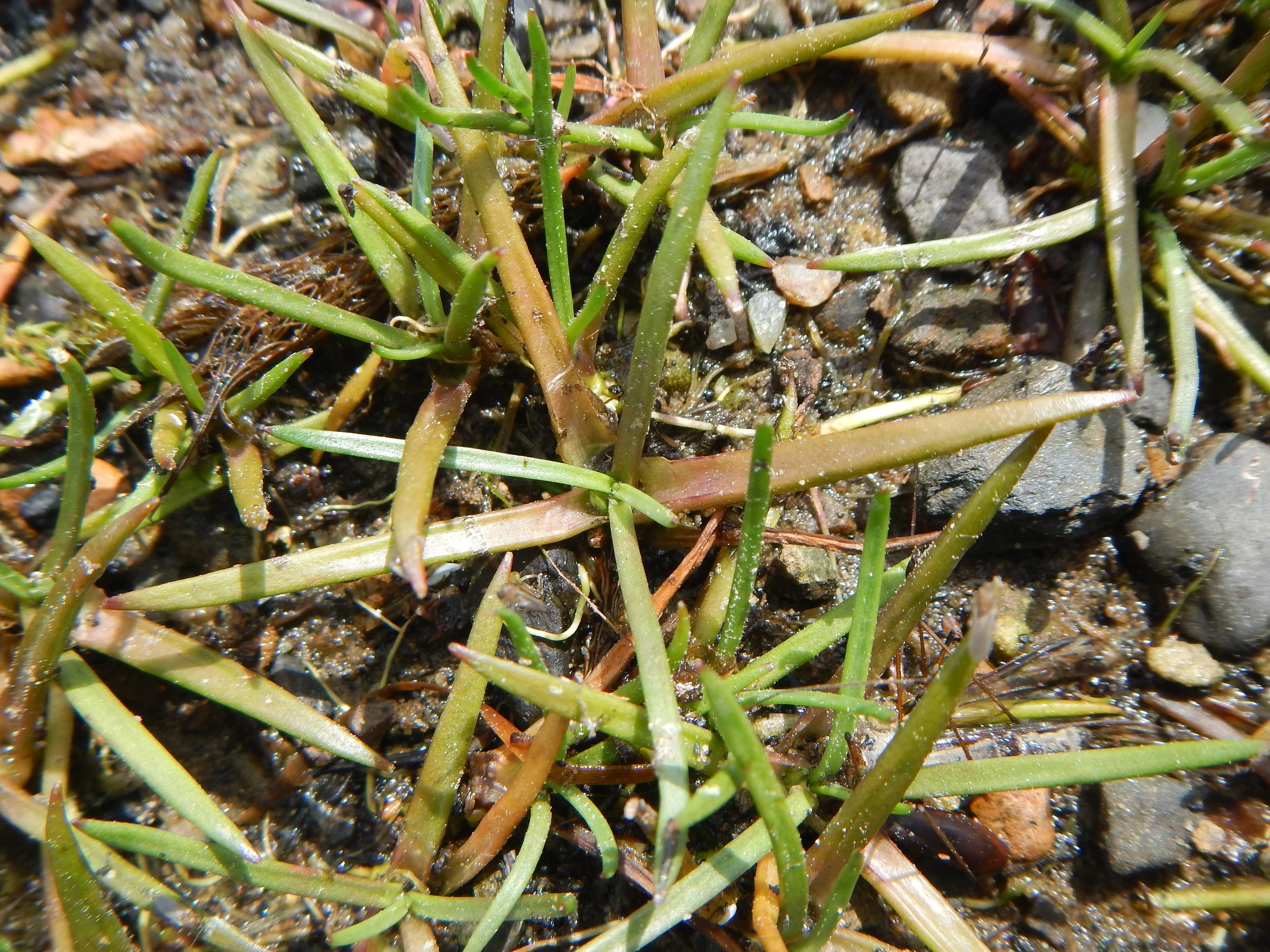   Littorella uniflora NS8267 28May2017 PW  