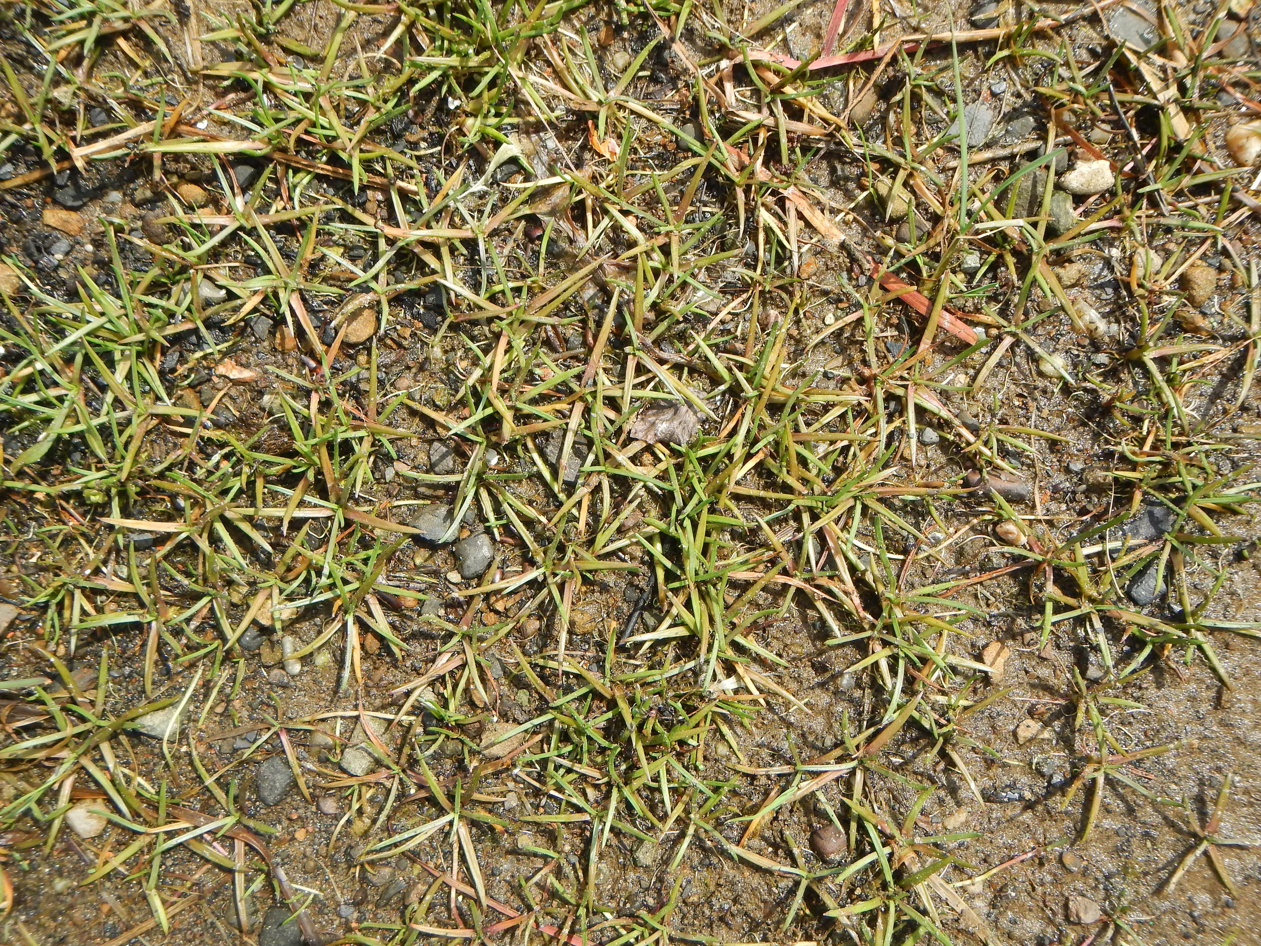   Littorella uniflora NS8267 28May2017 PW  