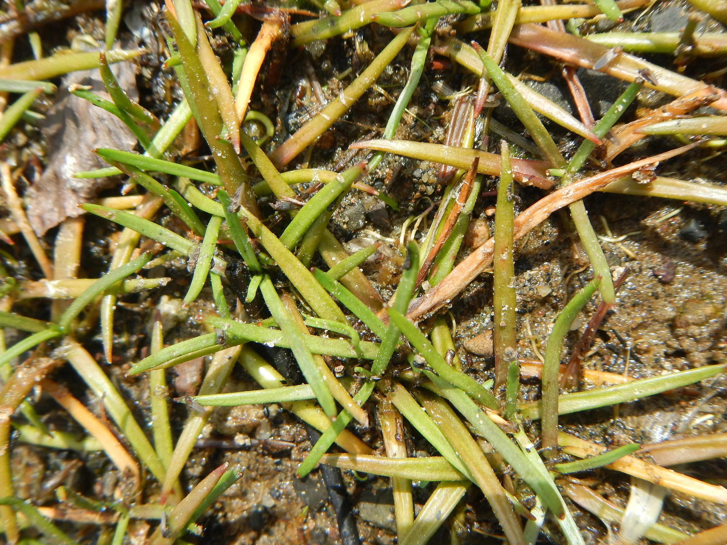   Littorella uniflora NS8267 28May2017 PW  
