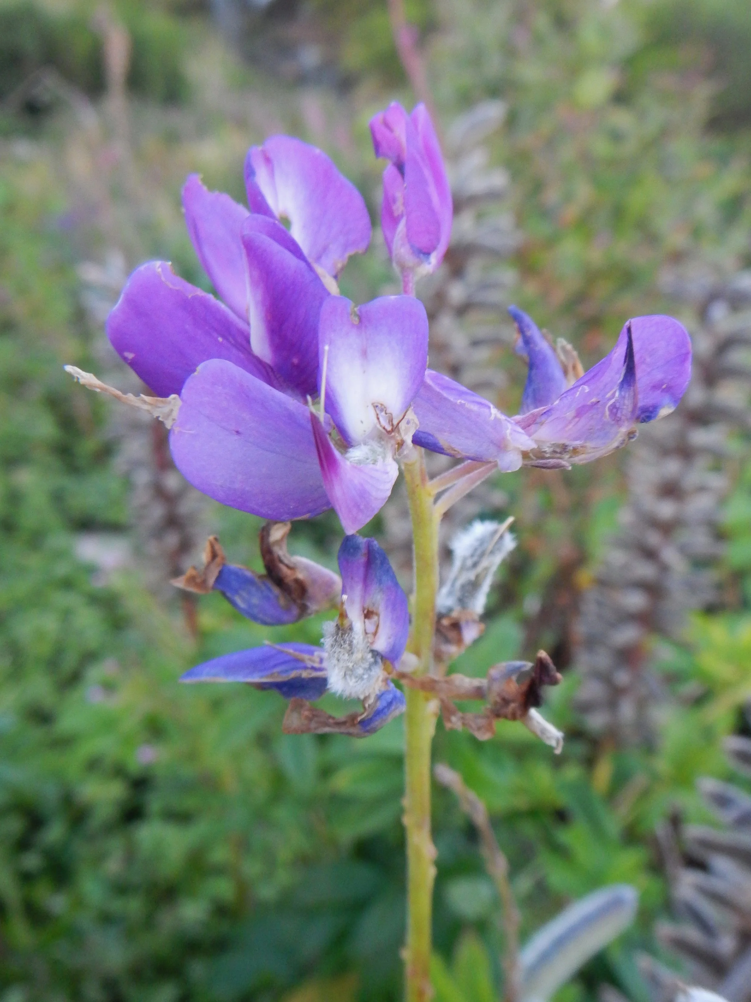   Lupinus arboreus x polyphyllus = L. x regalis NS7151 17Aug2017 PW  