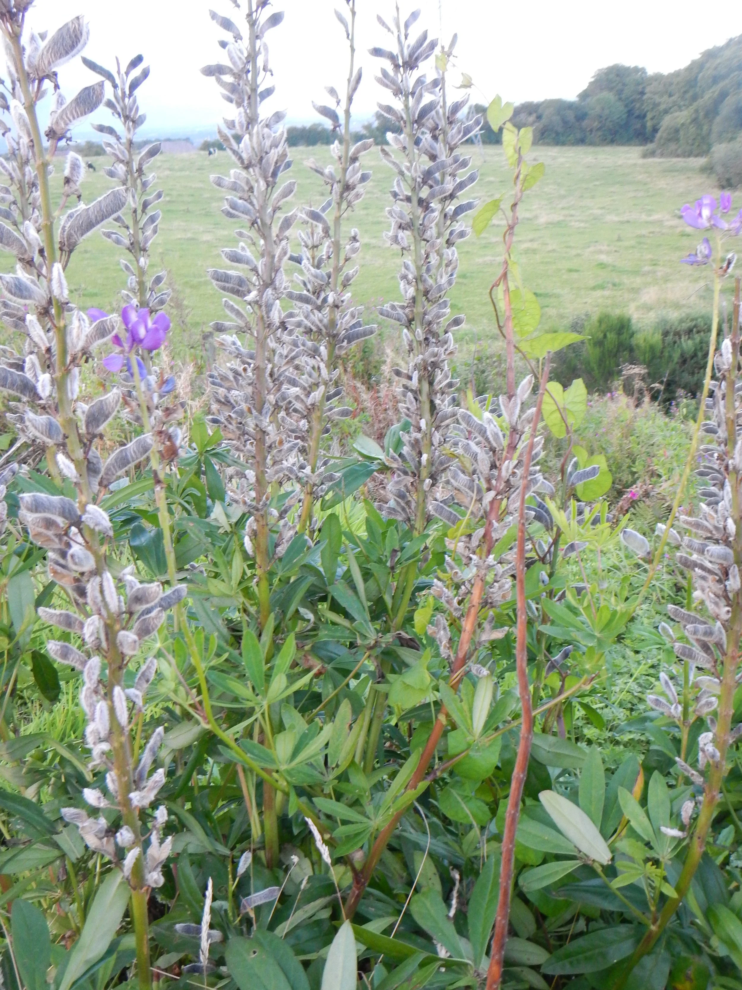   Lupinus arboreus x polyphyllus = L. x regalis NS7151 17Aug2017 PW  