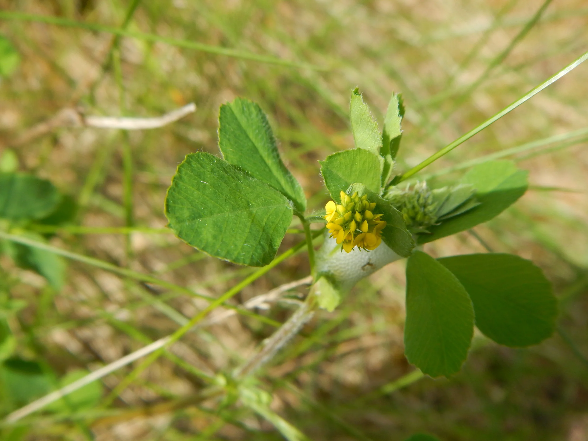   Medicago lupulina NS6765 23Jul2017 PW  