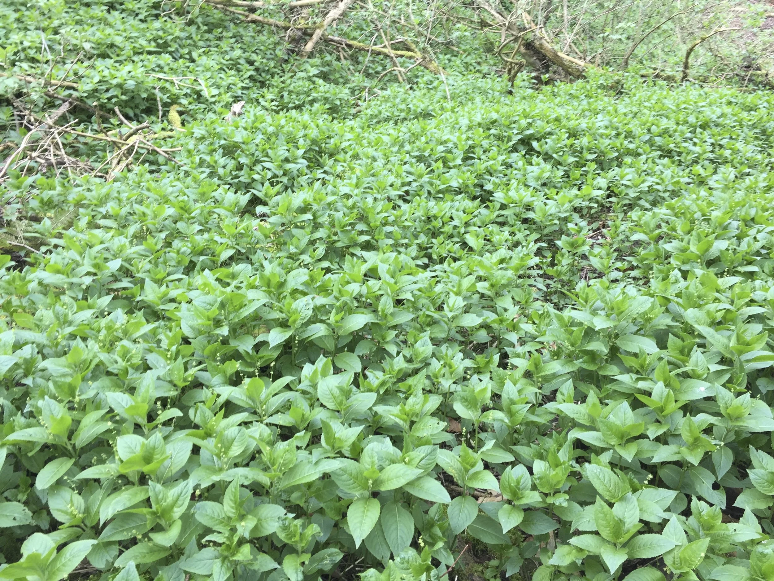  Mercurialis perennis 13Apr2017 NS8248 MP  