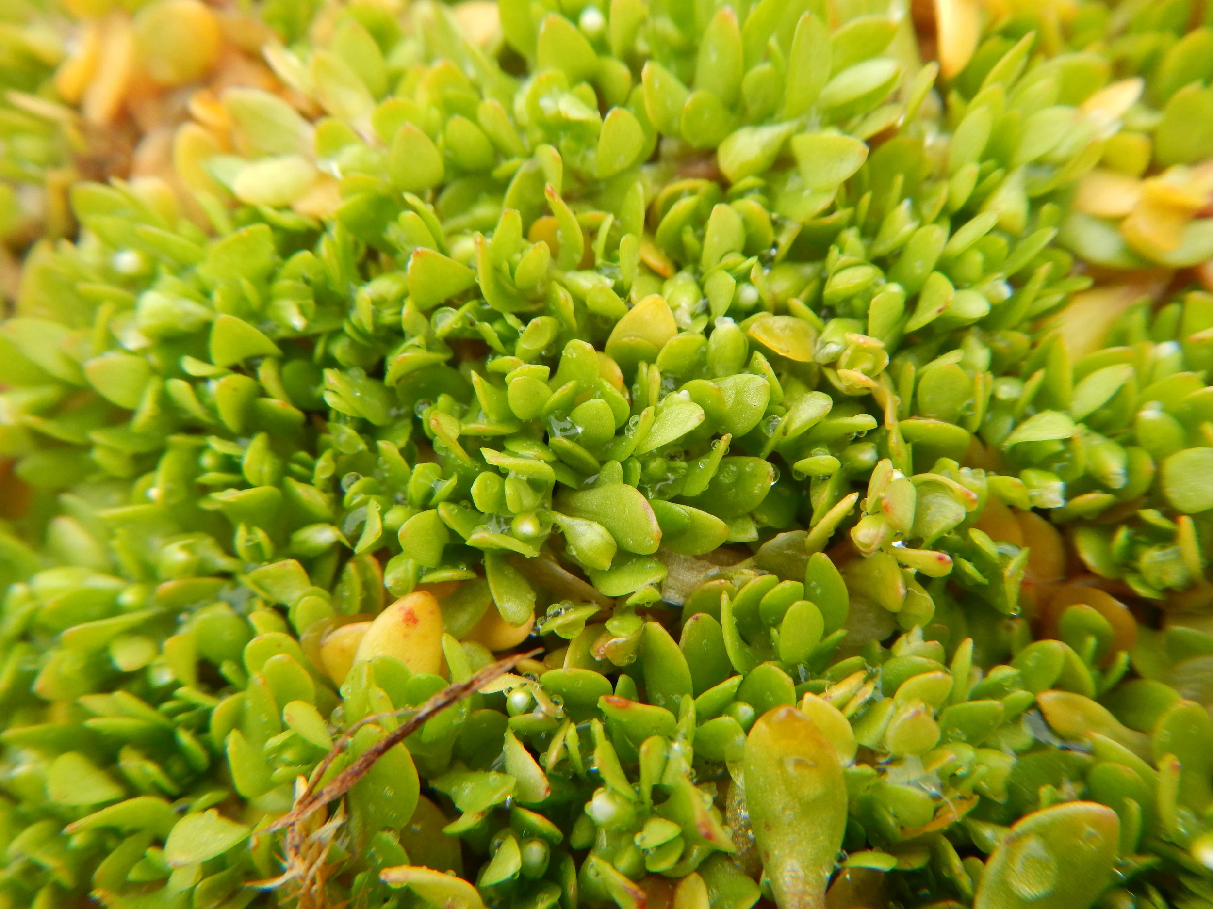   Montia fontana 17May14 NS8065 PW  