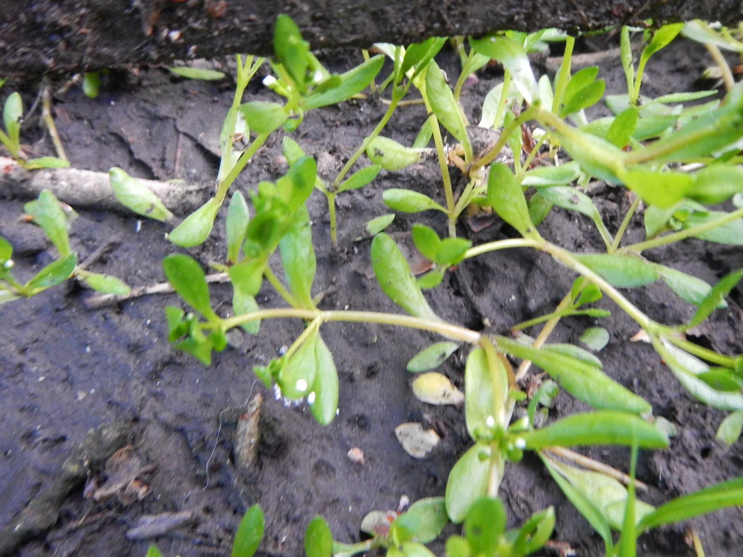   Montia fontana 5May14 NS5666 PW  