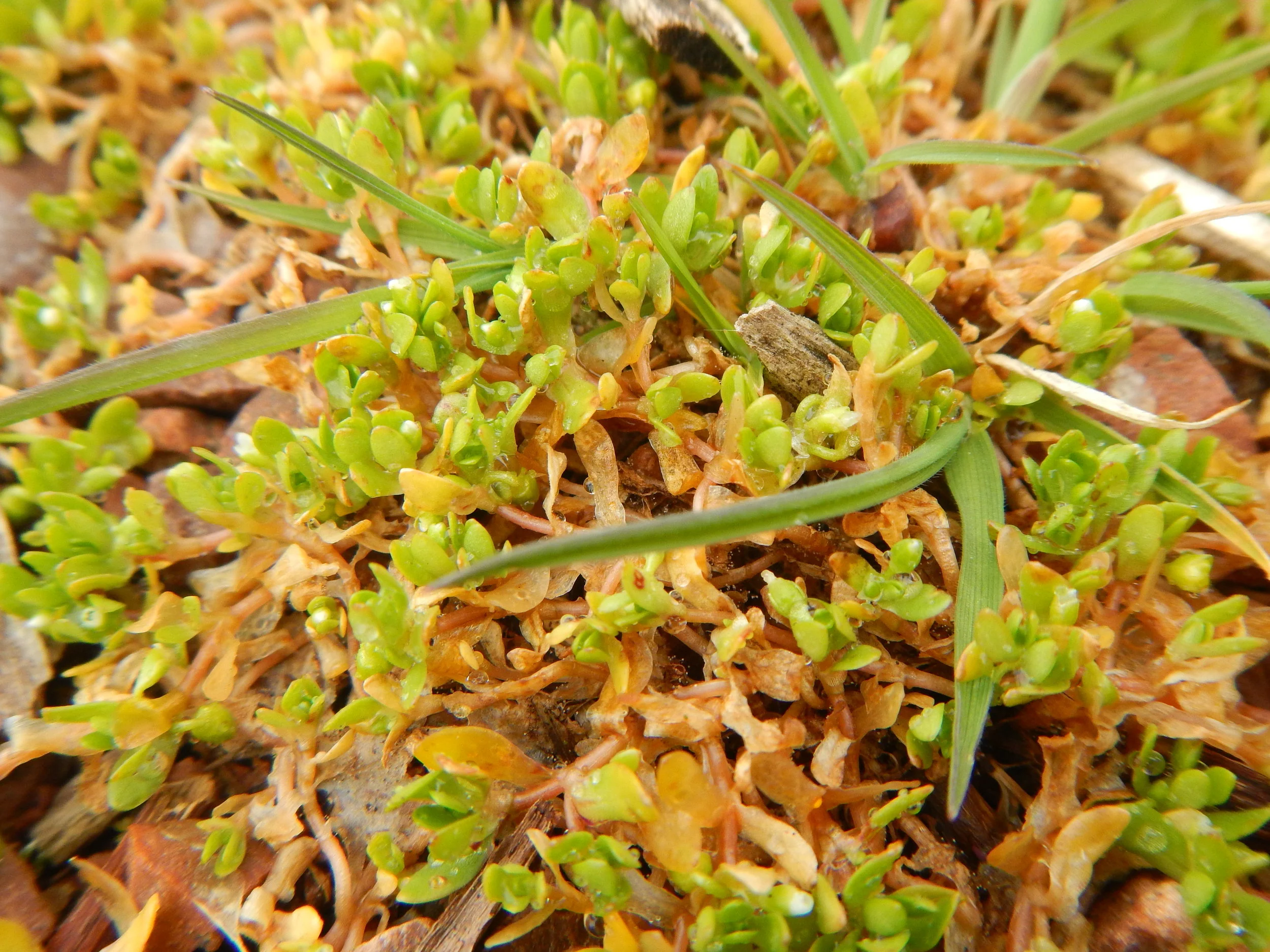   Montia fontana 29Apr17 NS9438 PW  