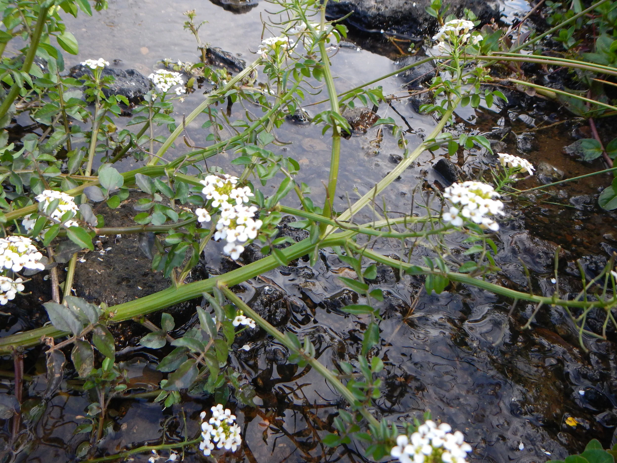   Nasturtium officinale 6July13 NS6156 PW    