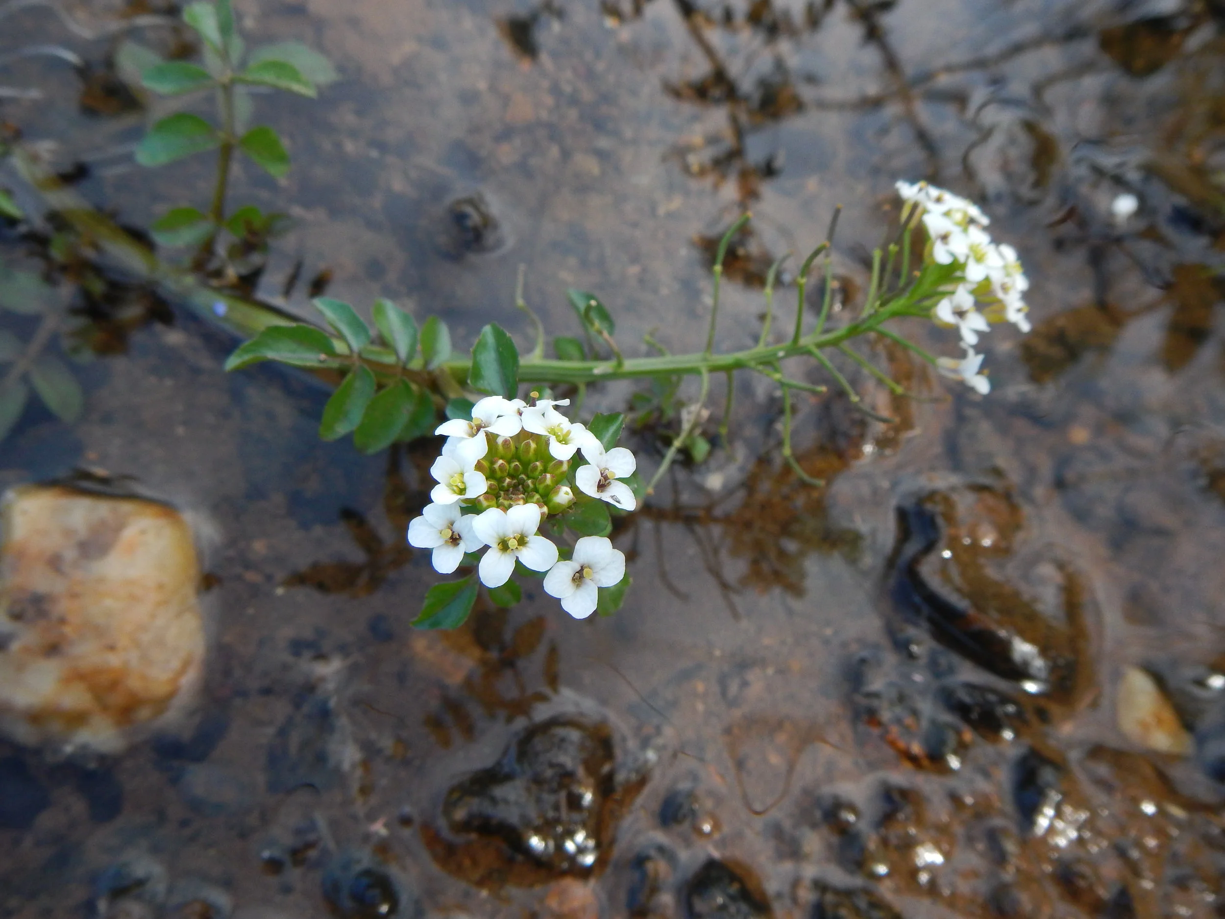   Nasturtium officinale 6July13 NS6156 PW    