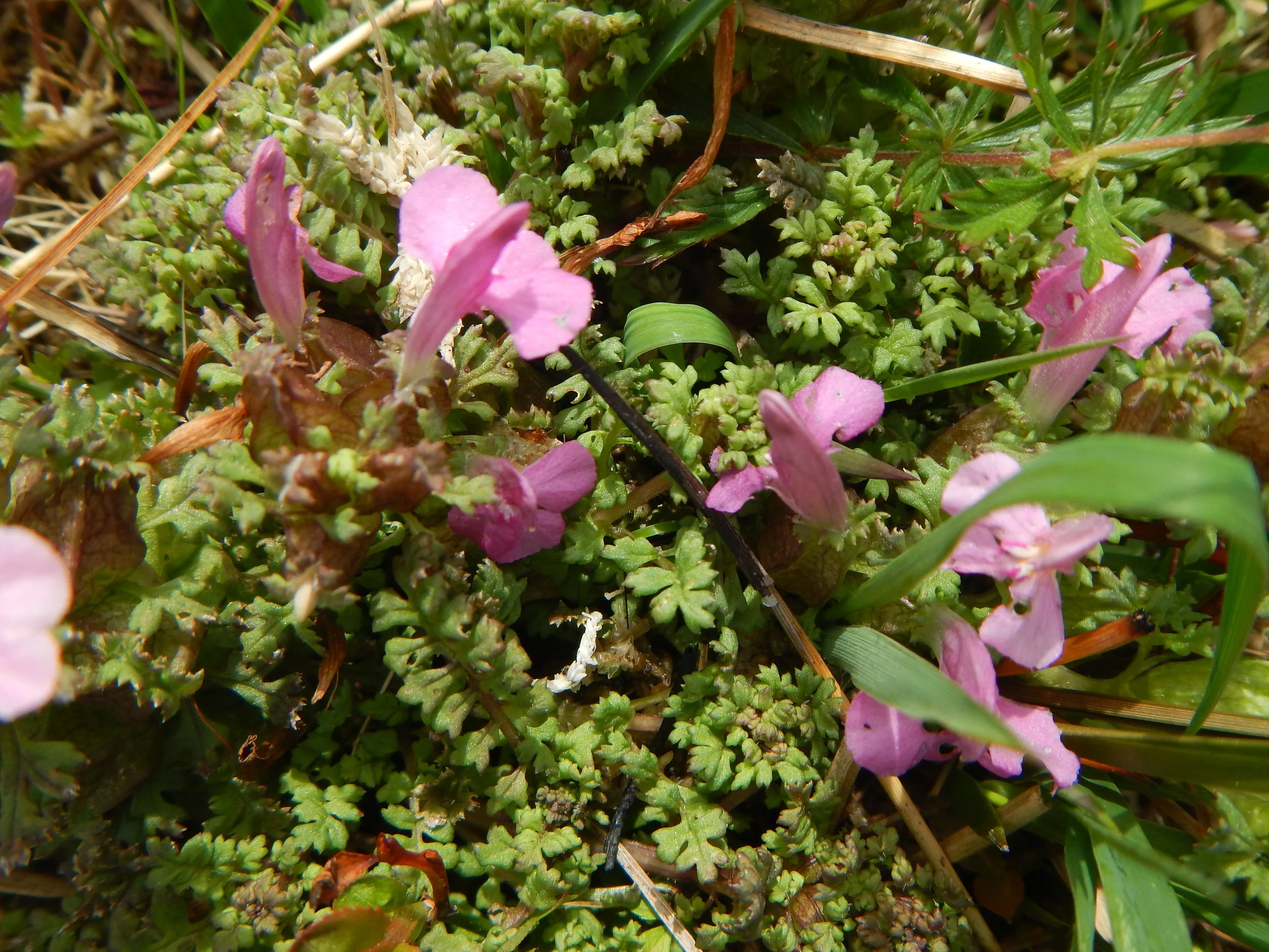   Pedicularis sylvatica 28May2017 NS8267 PW  