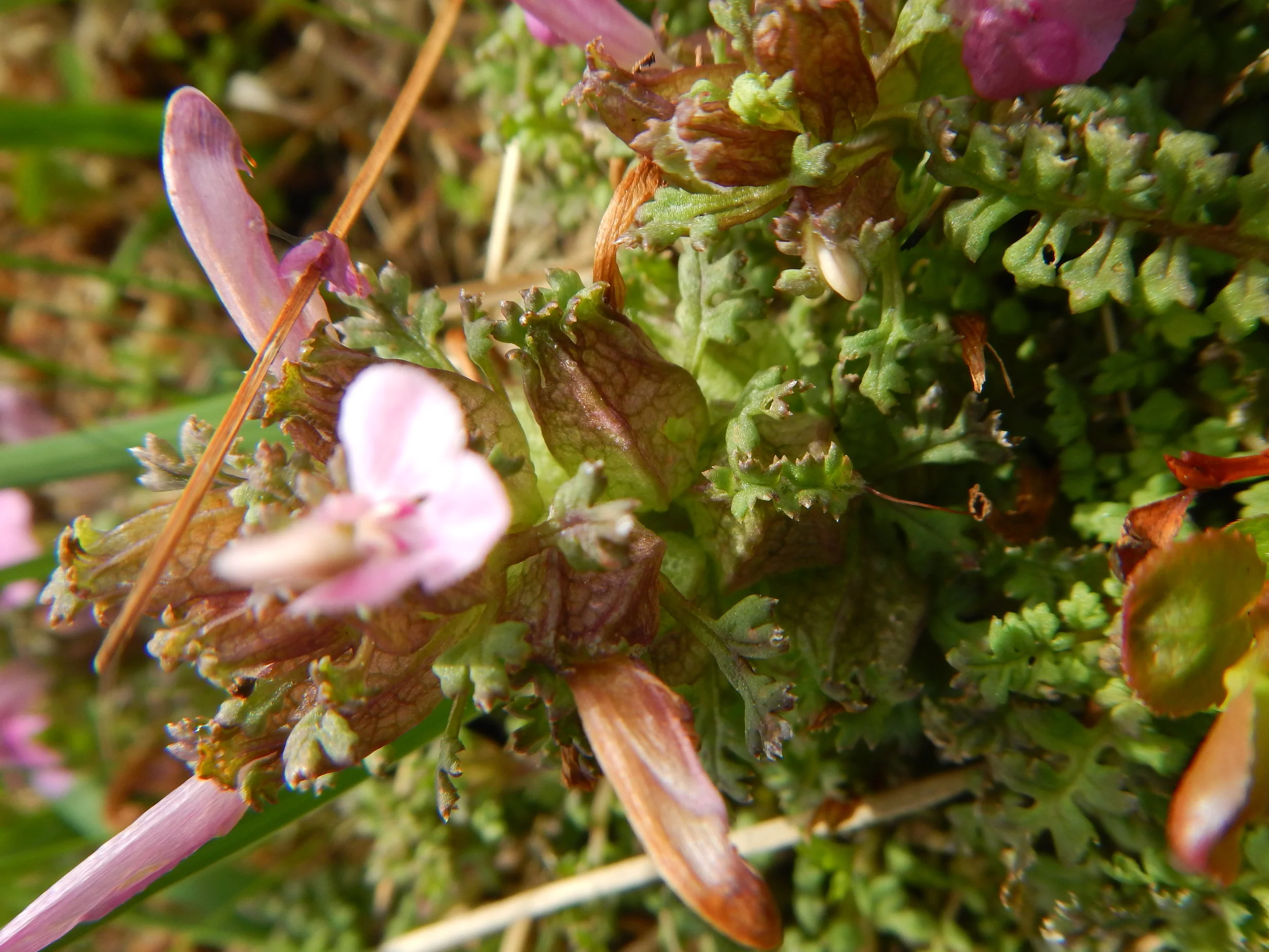   Pedicularis sylvatica 28May2017 NS8267 PW   