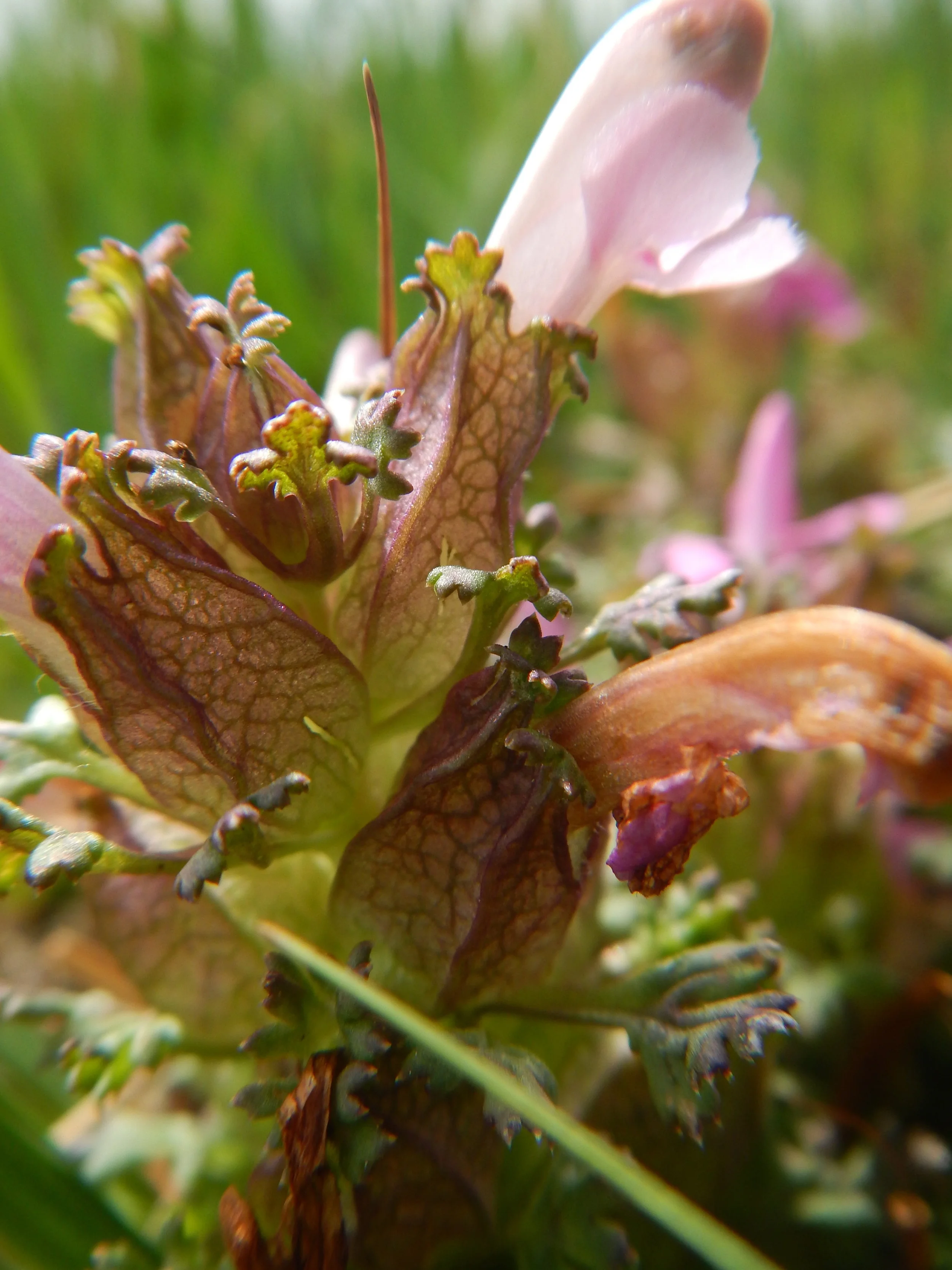   Pedicularis sylvatica 28May2017 NS8267 PW   