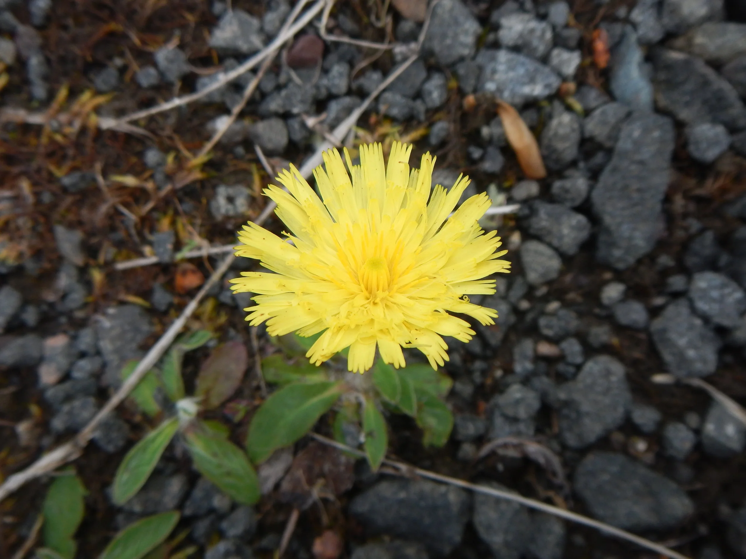  The particular shade of lemon yellow is also distinctive.   Pilosella officinarum   28May2017 NS8267 PW  