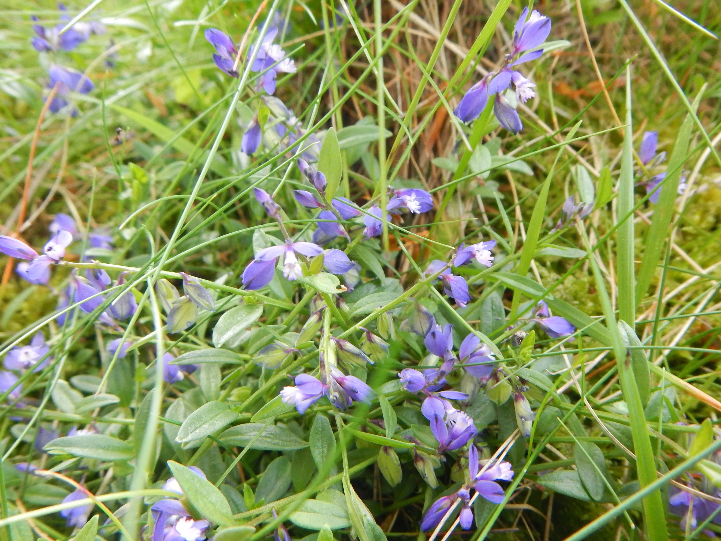  There are 3 to 8 flowers on each stem.   NS8267 28May2017 PW  &nbsp; 