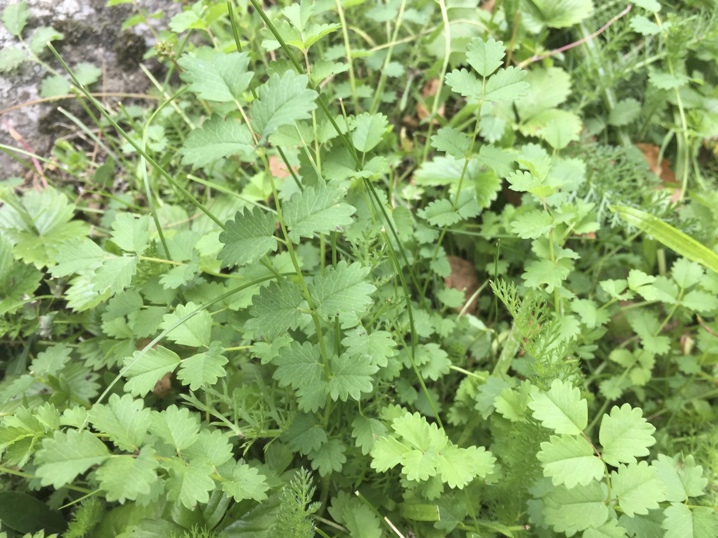   Poterium sanguisorba 31Jul2017 NS7555 MP  