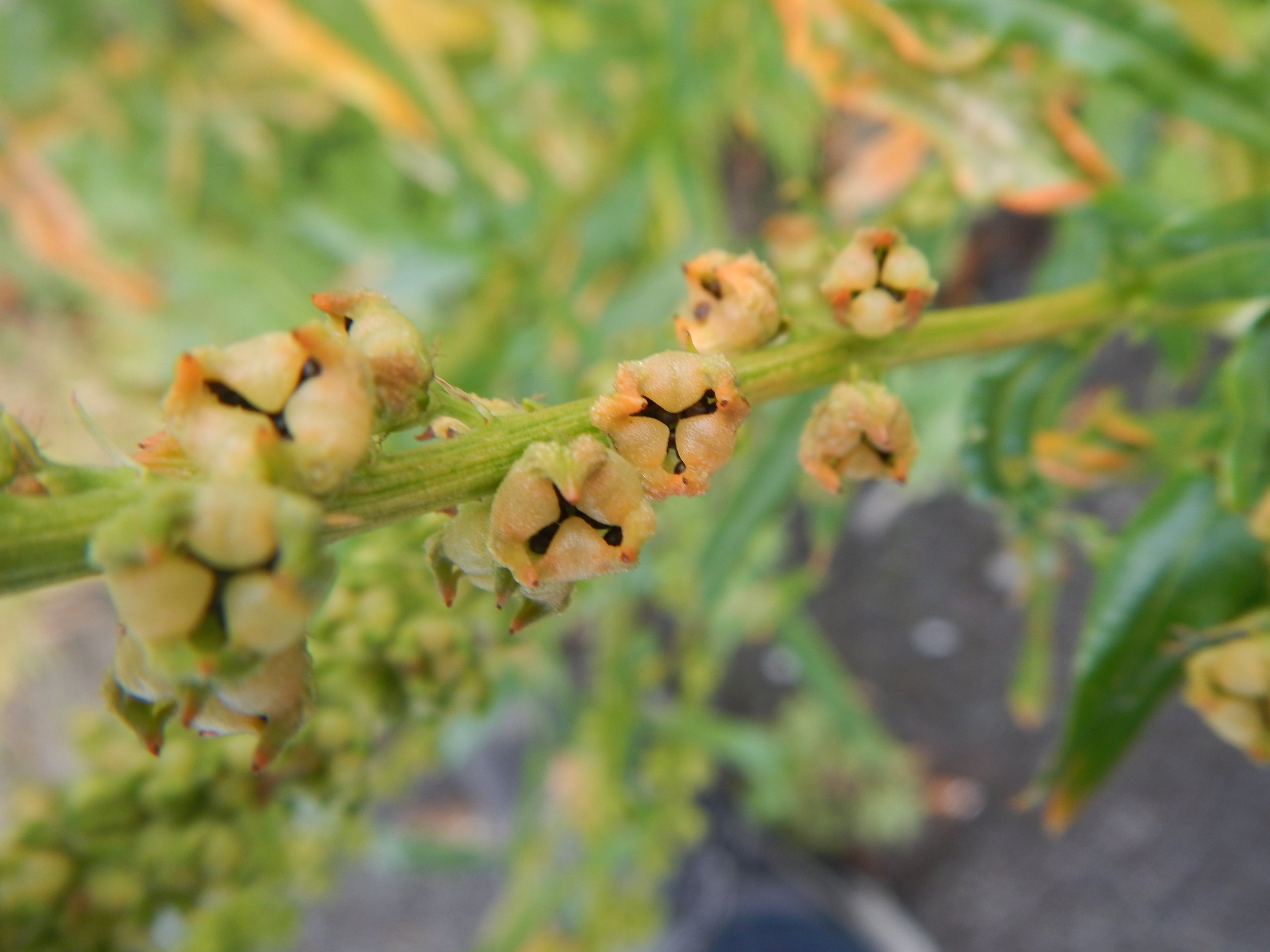 Reseda luteola NS5564 05Aug2017 PW