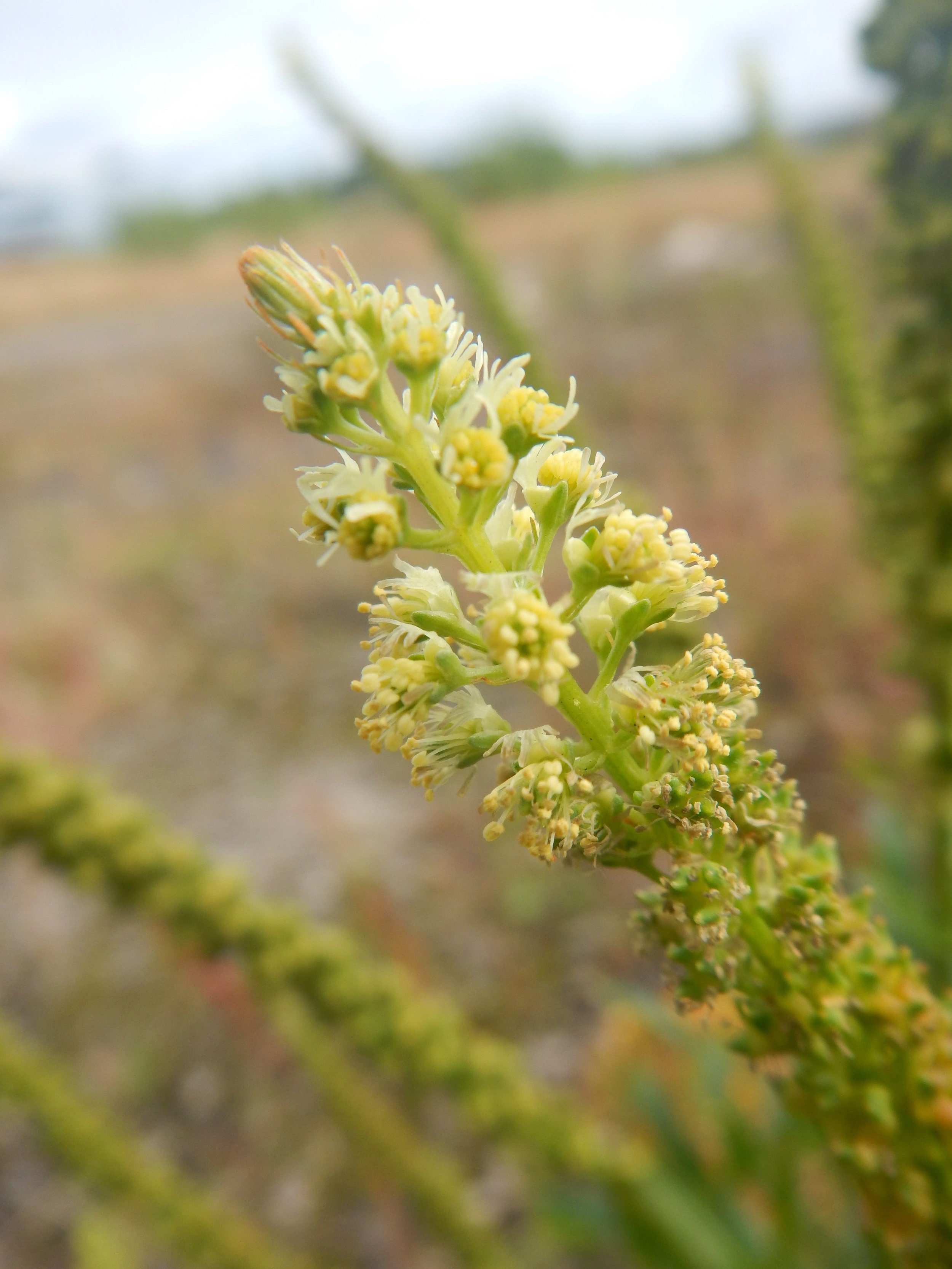 Reseda luteola NS7151 17Aug2017 PW