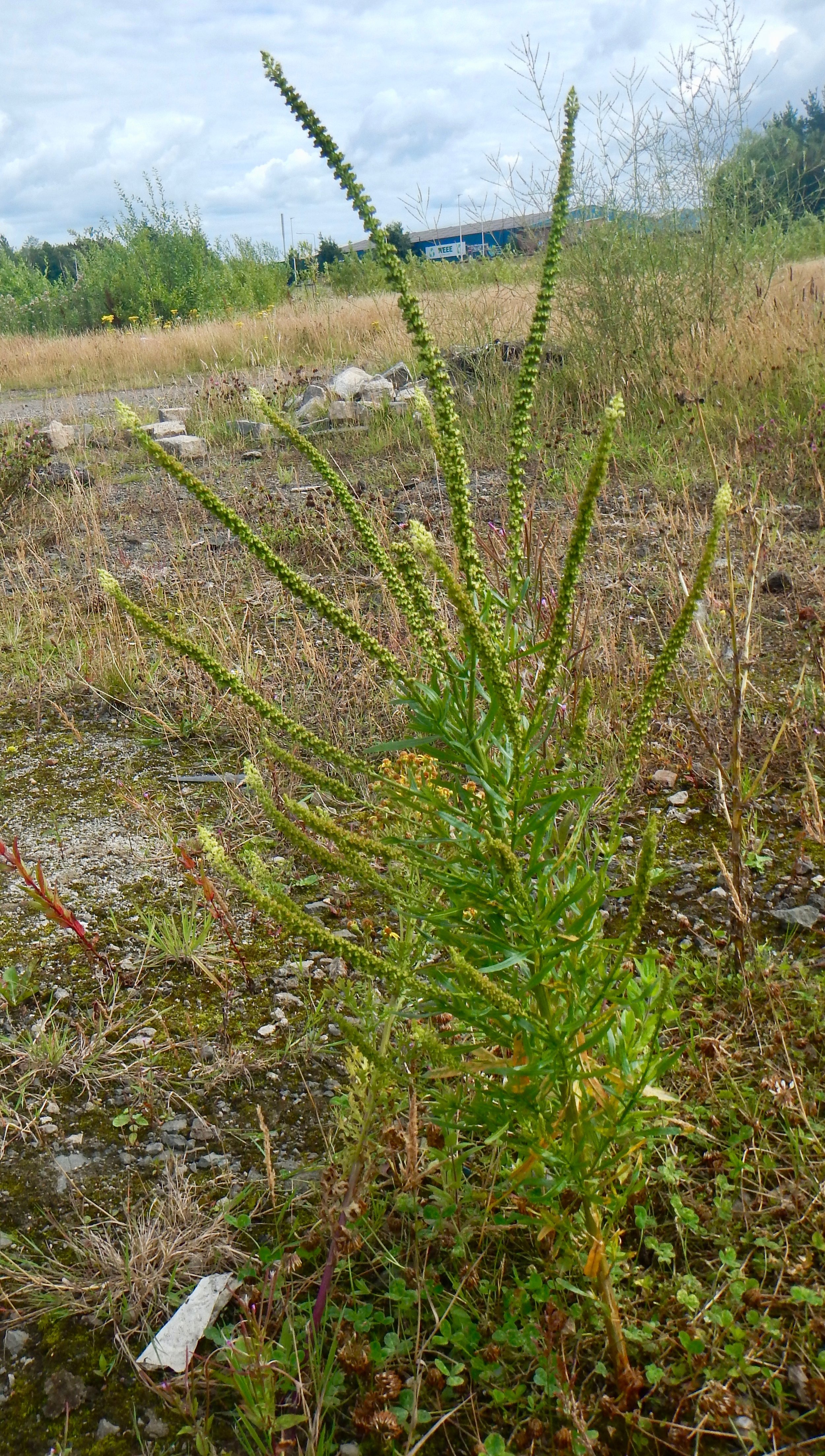Reseda luteola NS7151 17Aug2017 PW