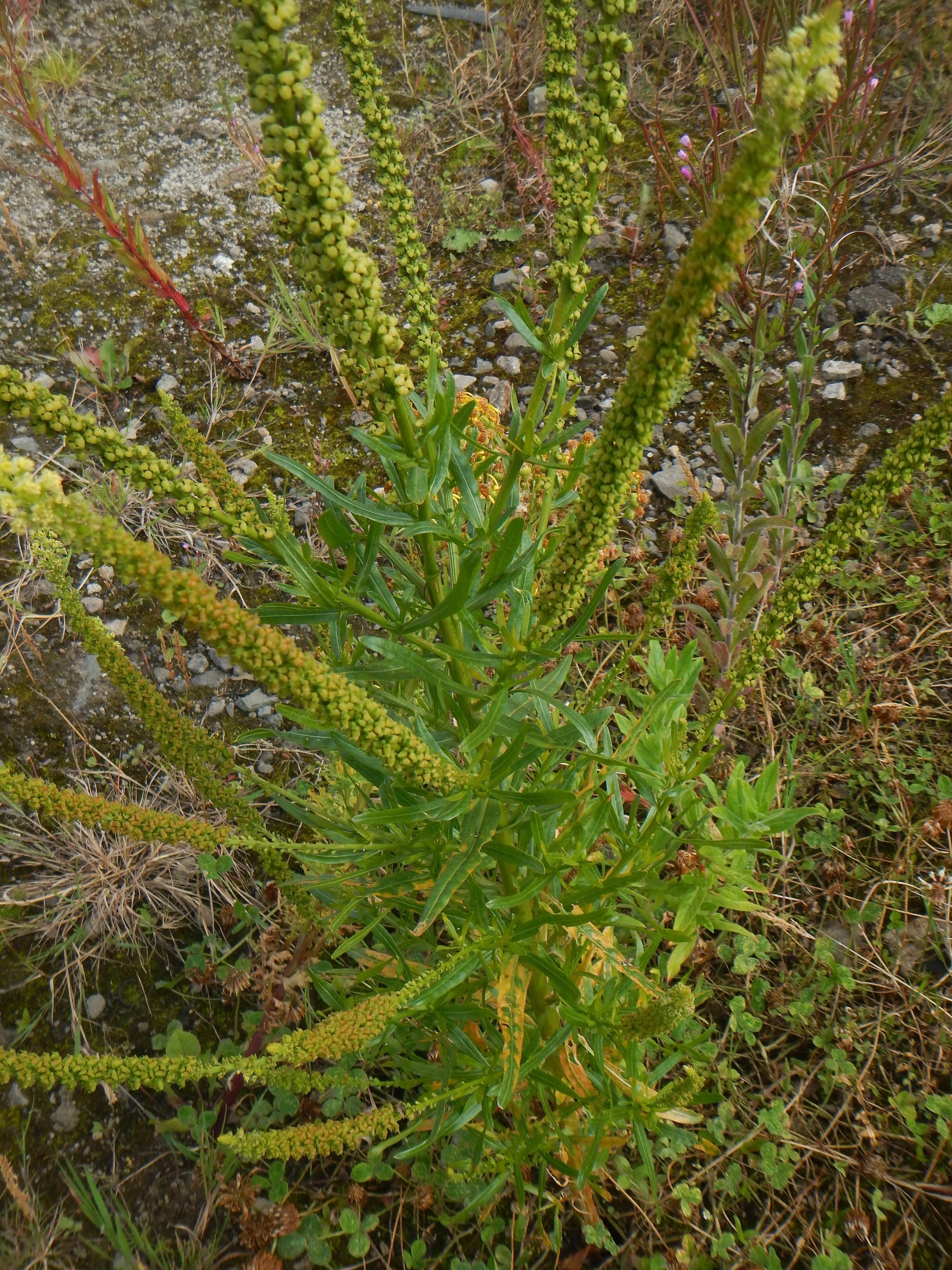Reseda luteola NS7151 17Aug2017 PW