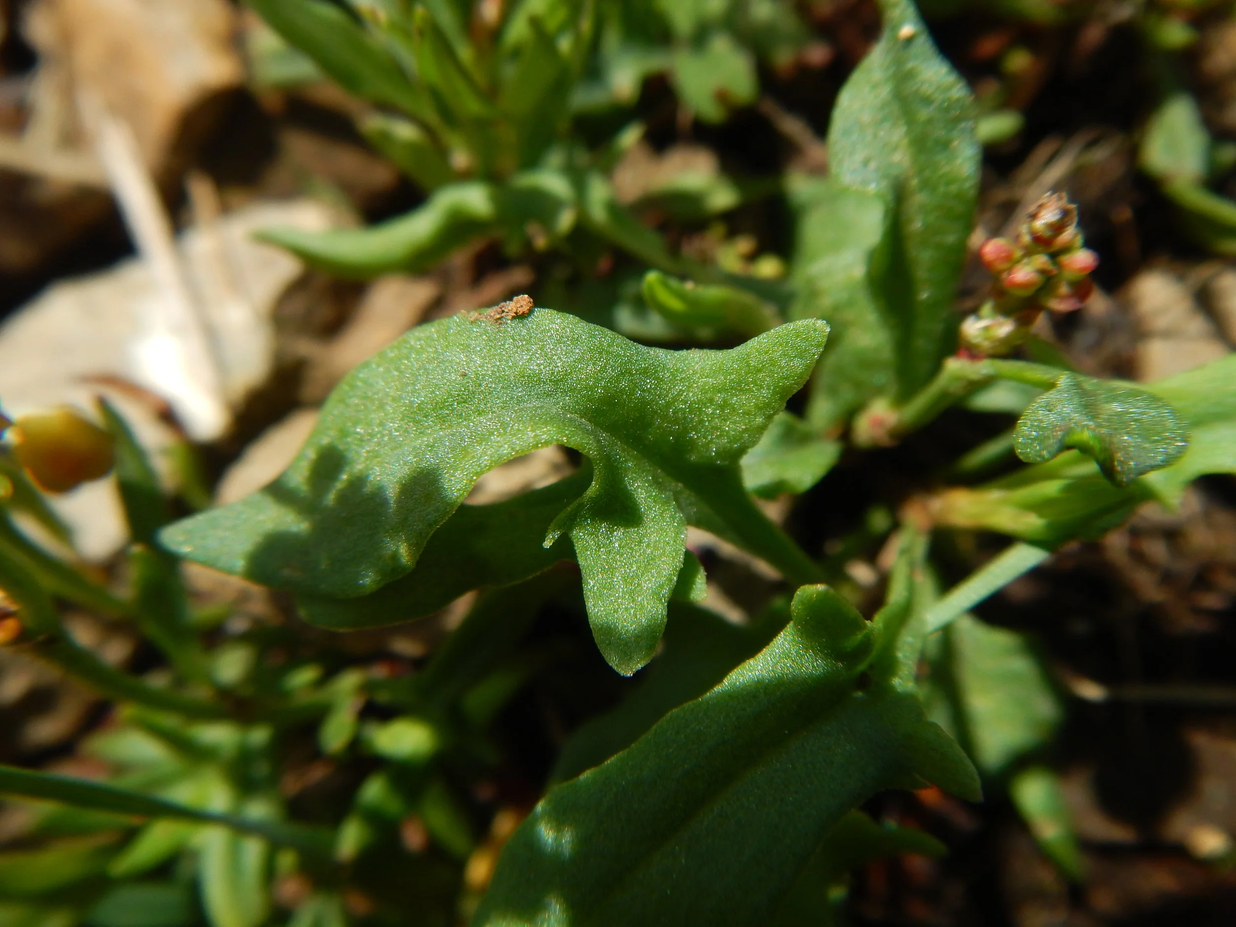   Rumex acetosella 28May2017 NS8267 PW    