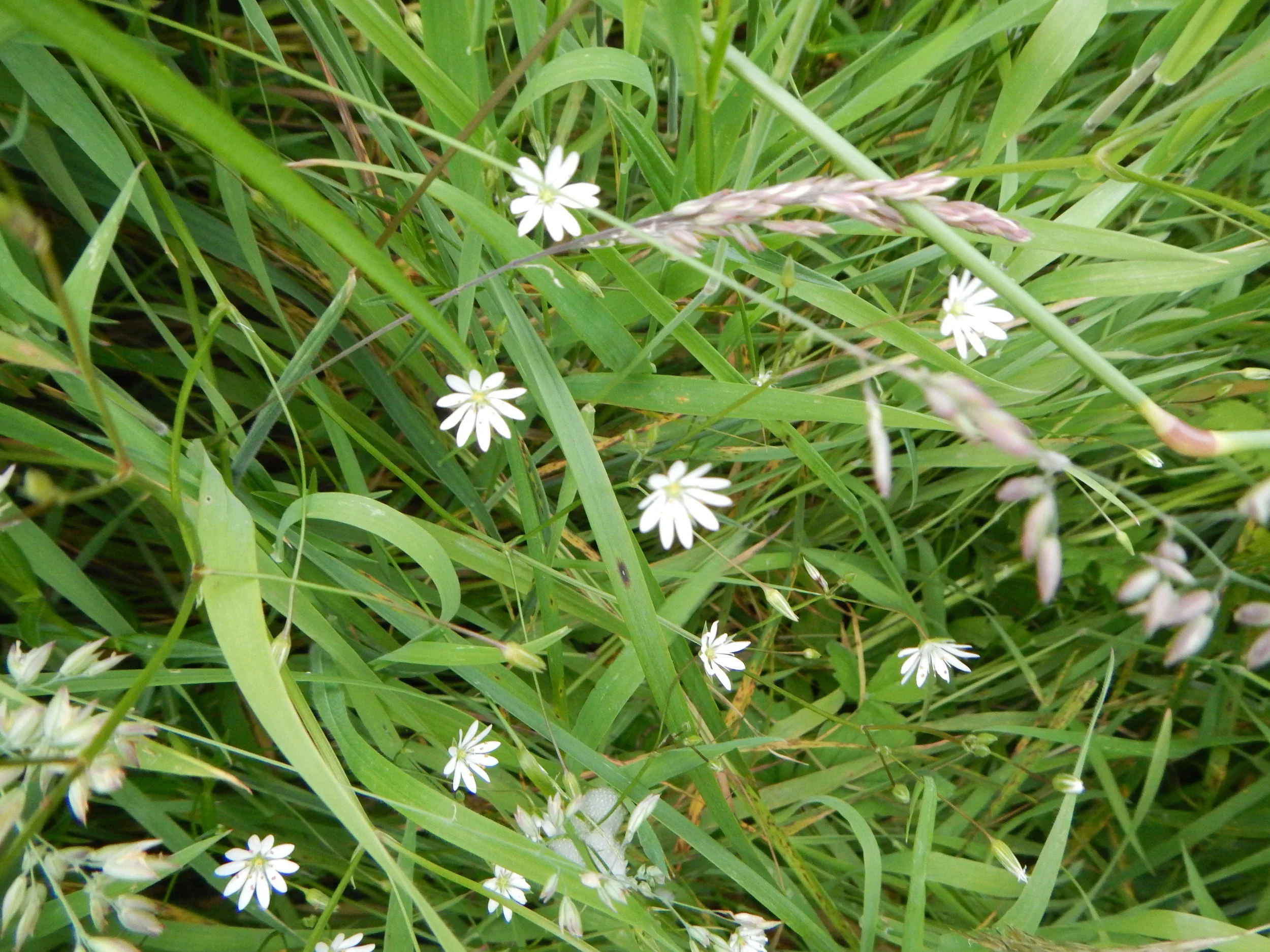   Stellaria graminea   3Jul2013 NS6859 PW  