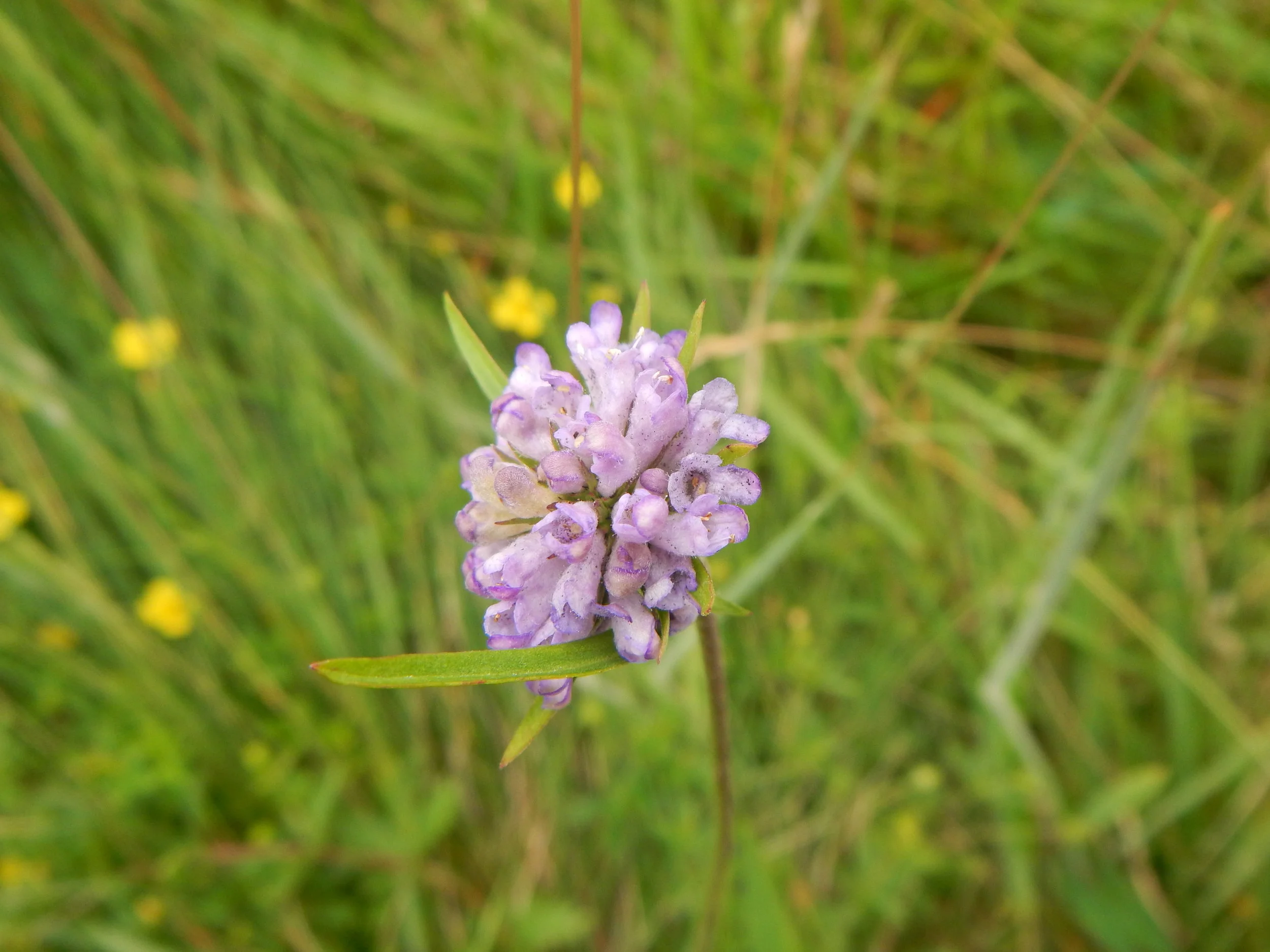   Succisa pratensis21Jul14 NS8065 PW    