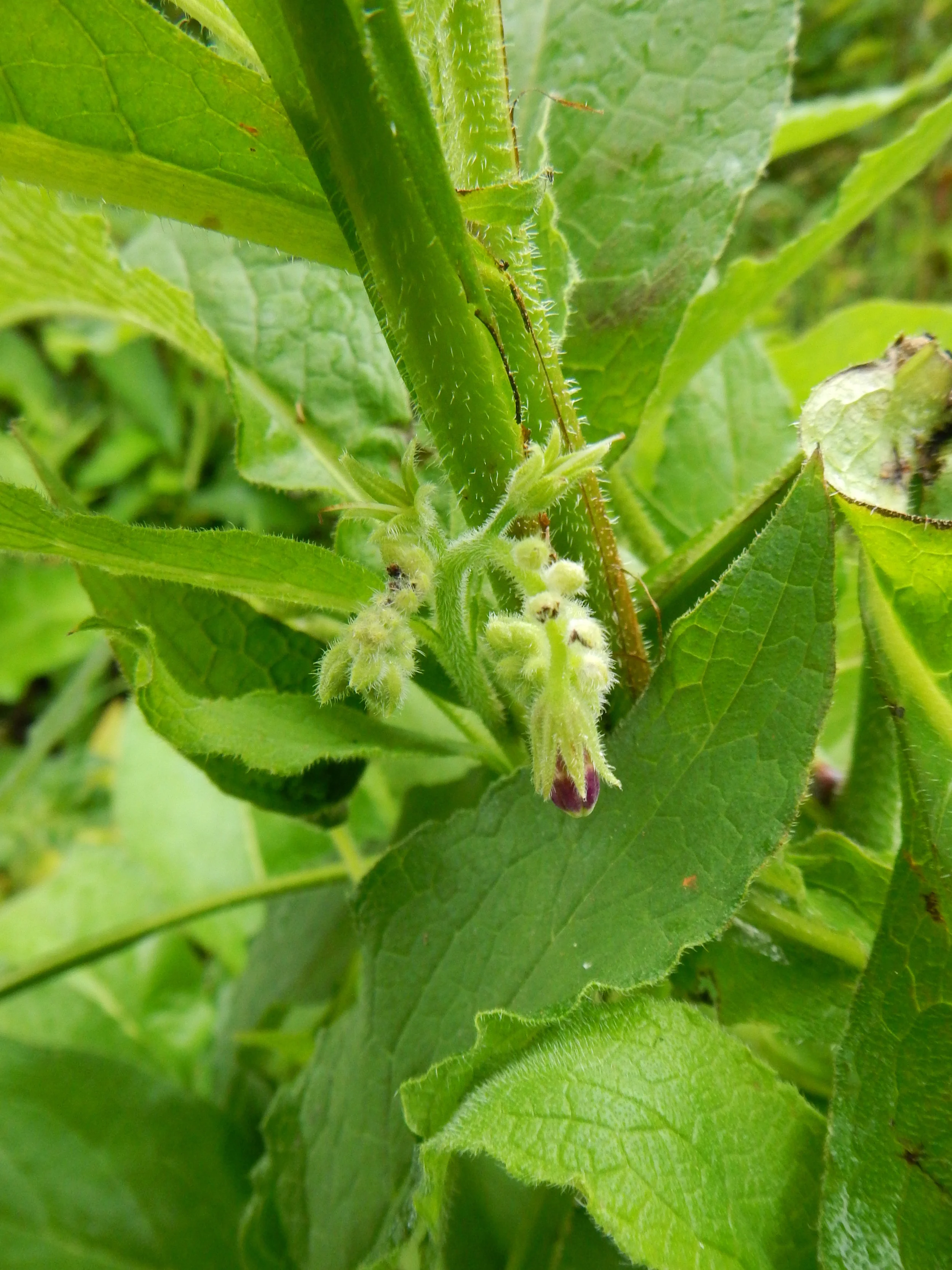   Symphytum x uplandicum 31May10 NS6162 PW  