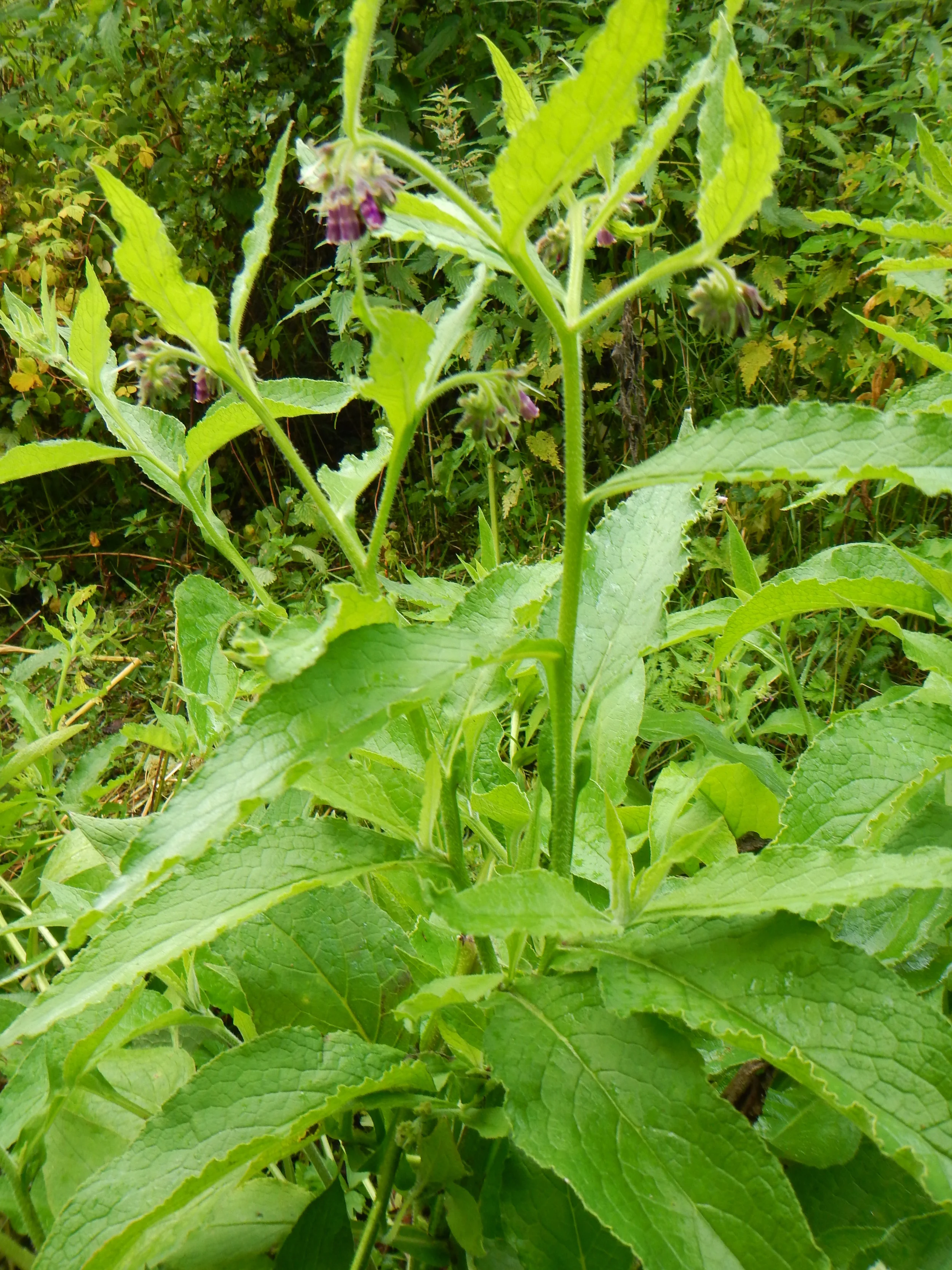   Symphytum x uplandicum 31May10 NS6162 PW  
